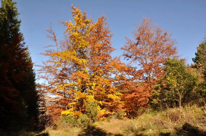 Autunno al Parco dell''Orecchiella.