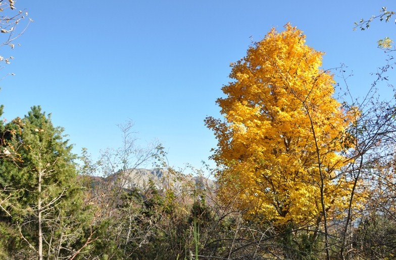 Autunno al Parco dell''Orecchiella.