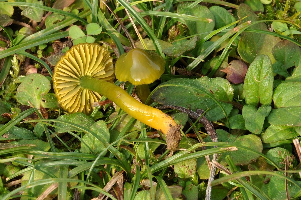 Hygrocybe psittacina.