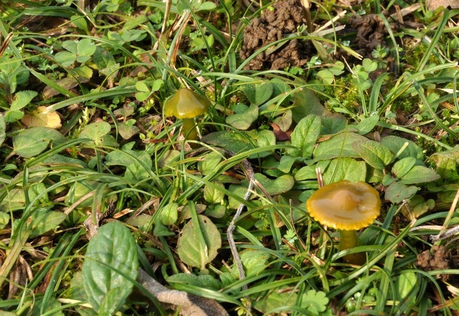 Hygrocybe psittacina.