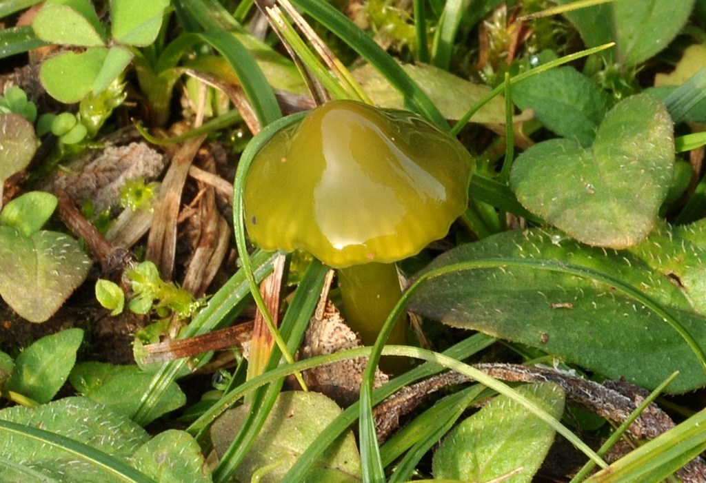 Hygrocybe psittacina.