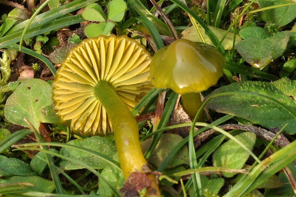 Hygrocybe psittacina.