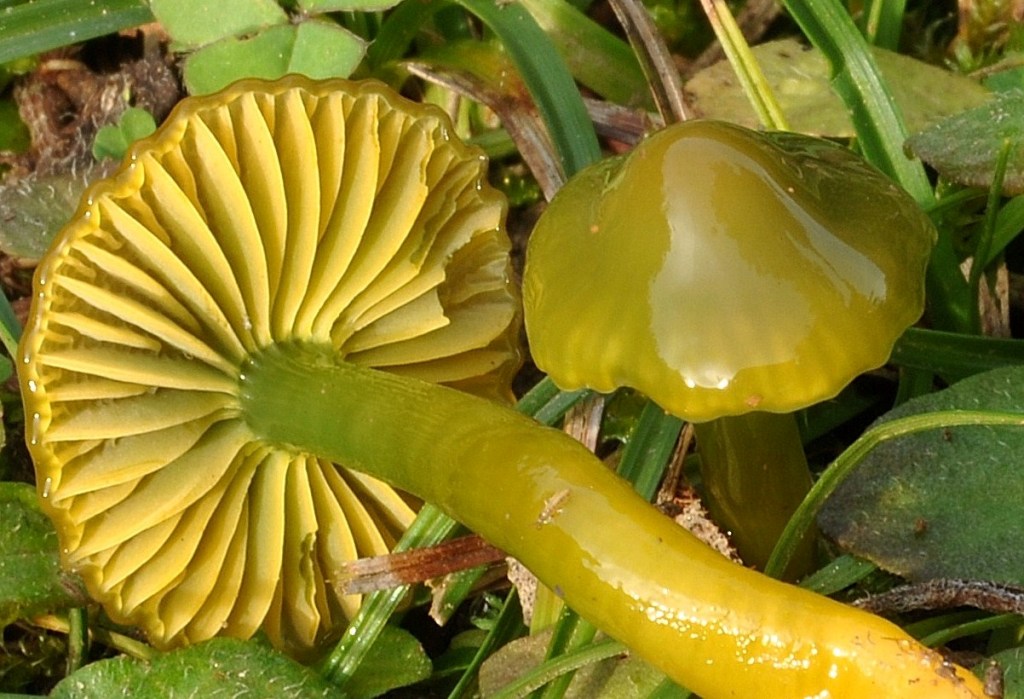 Hygrocybe psittacina.