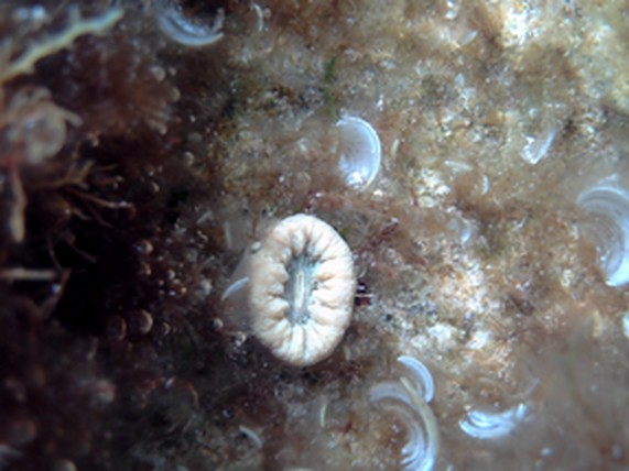 Balanophyllia europaea