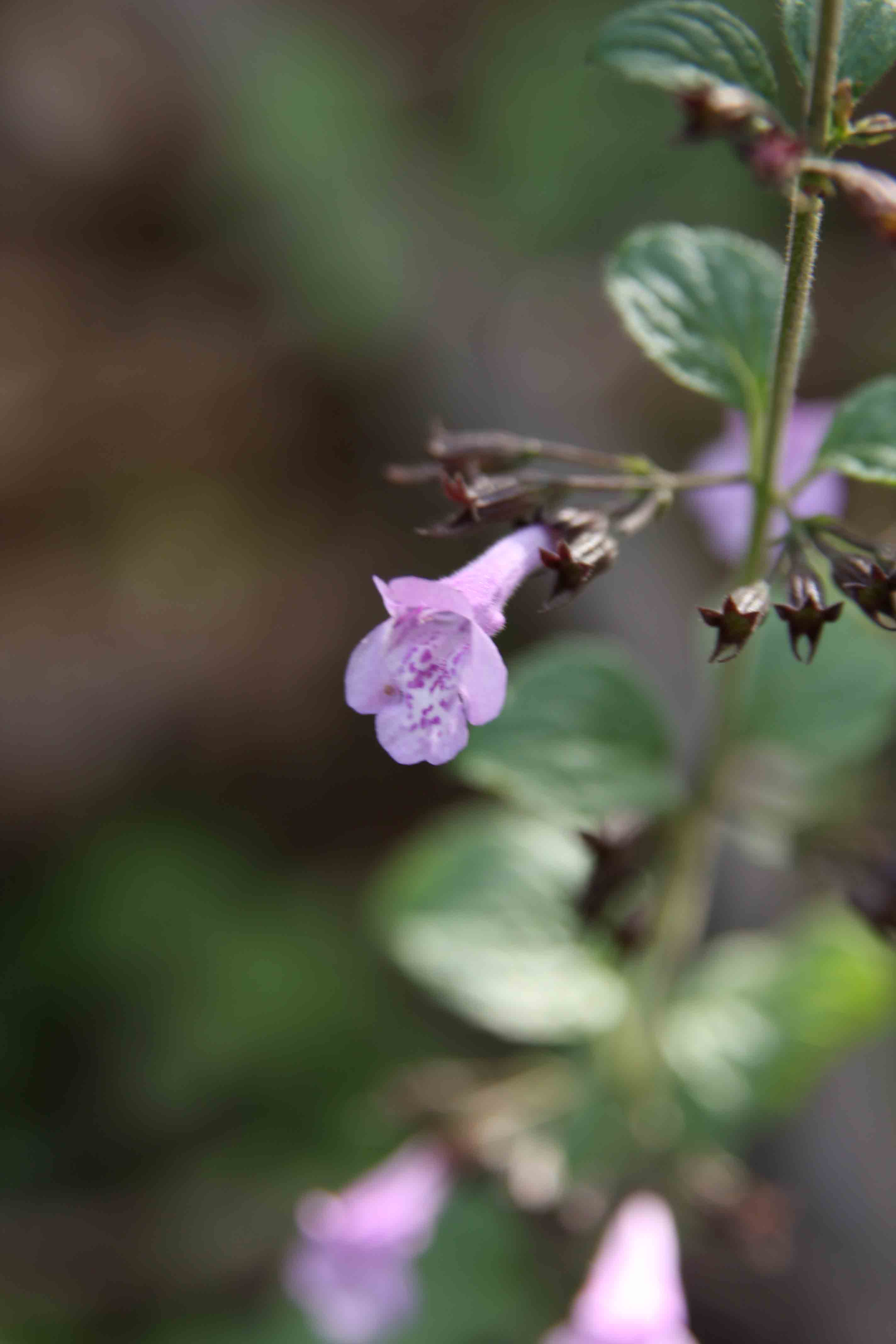 Calamintha - nepeta o sylvestris?