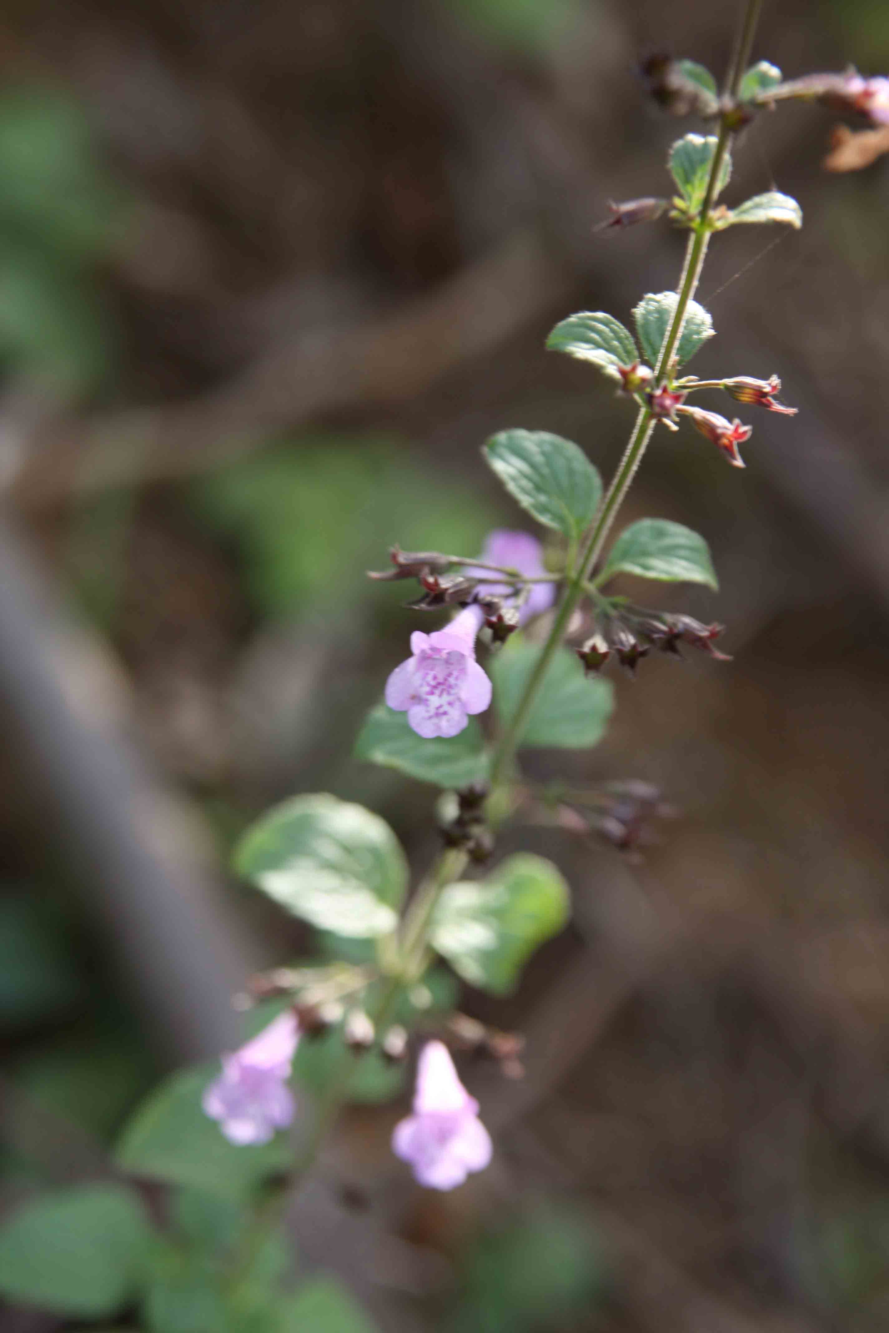 Calamintha - nepeta o sylvestris?