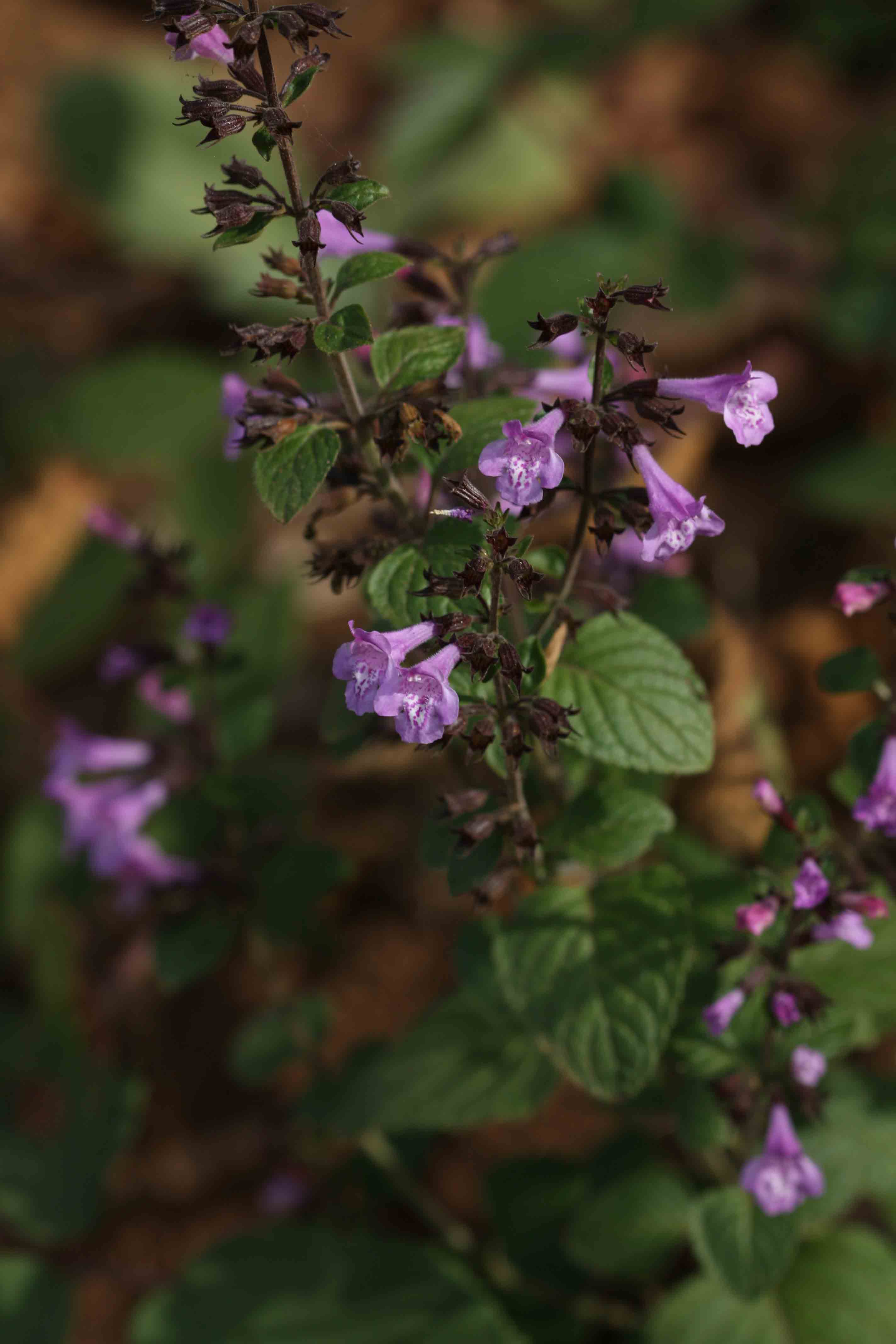 Calamintha - nepeta o sylvestris?