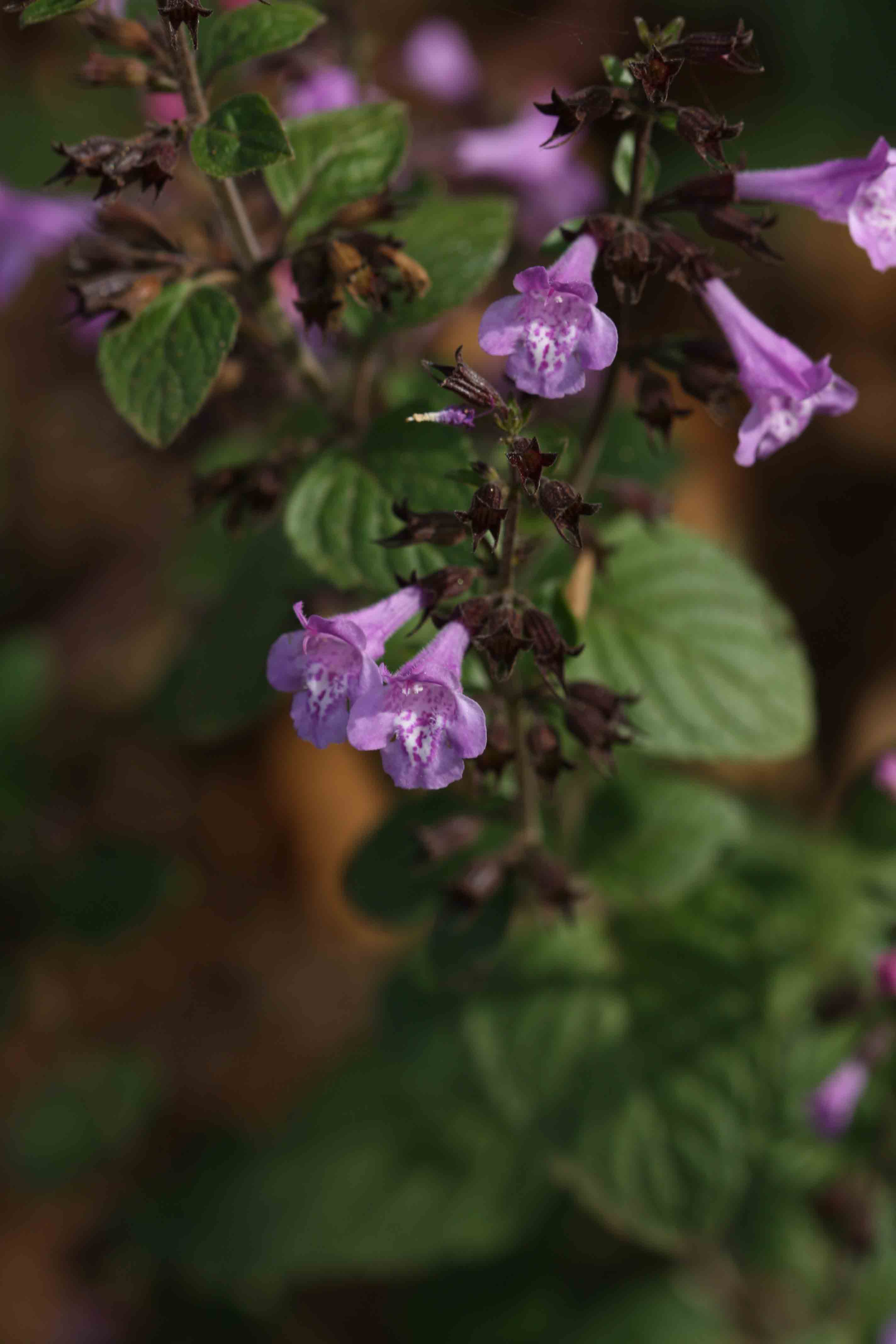 Calamintha - nepeta o sylvestris?