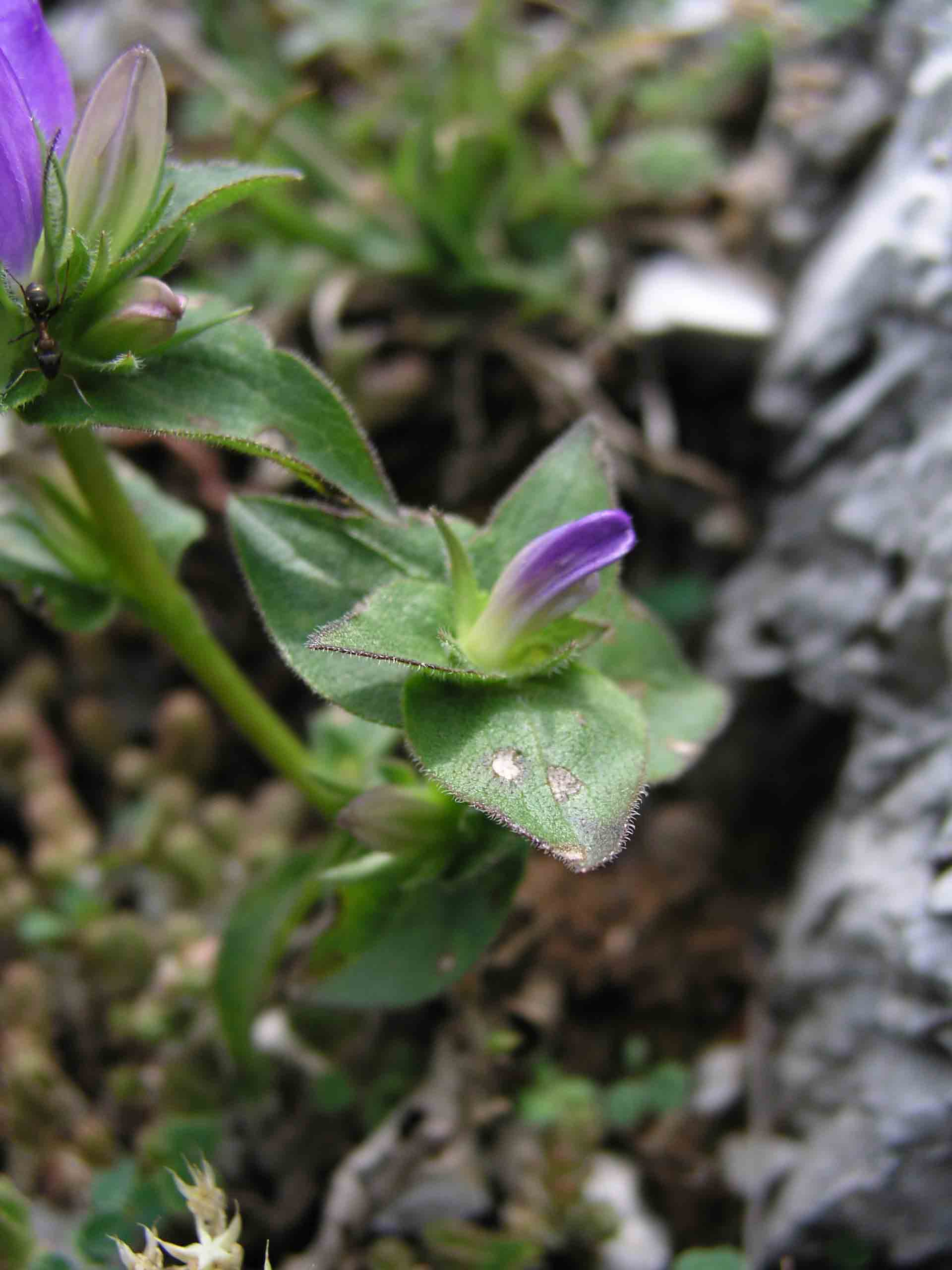 campanula glomerata