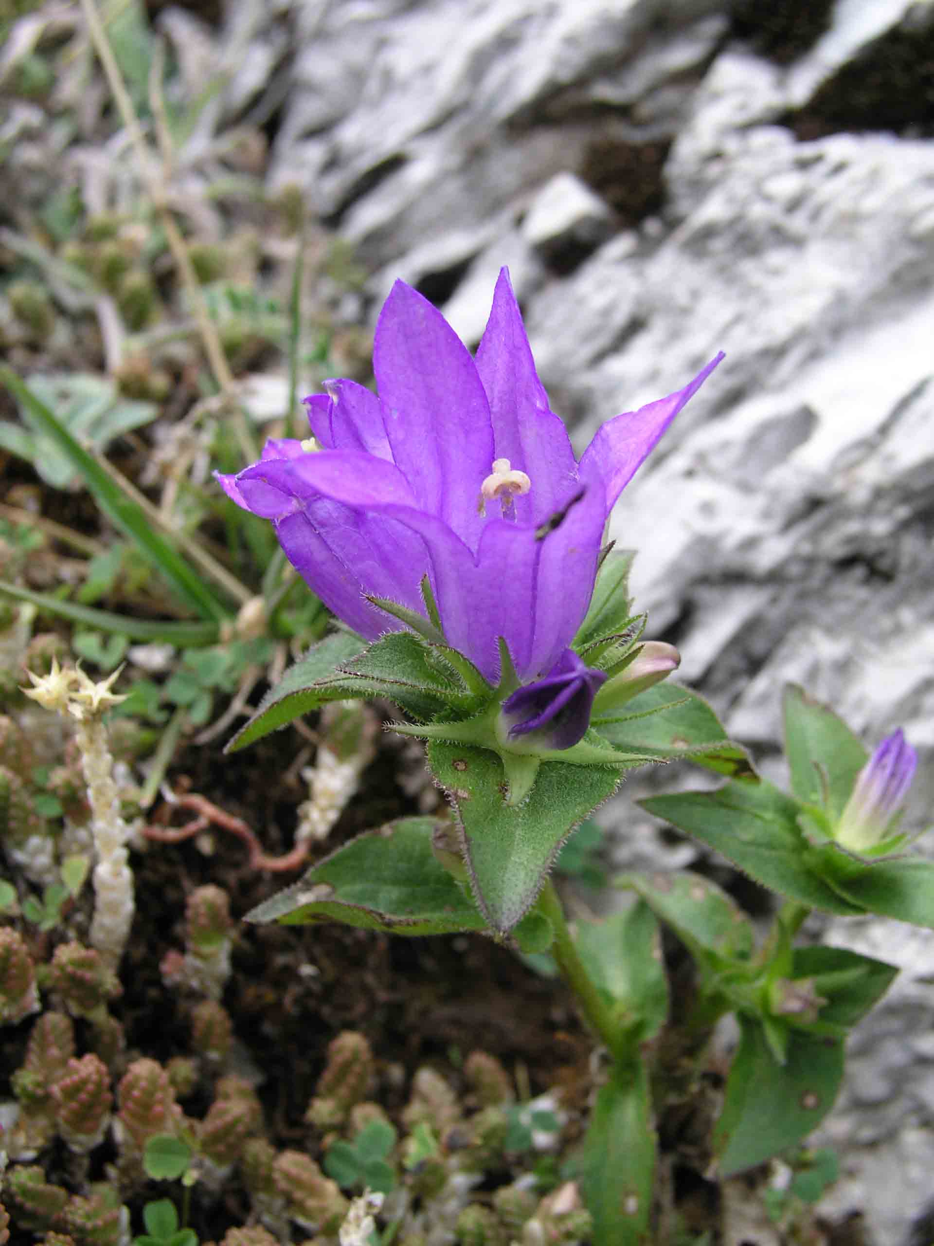 campanula glomerata