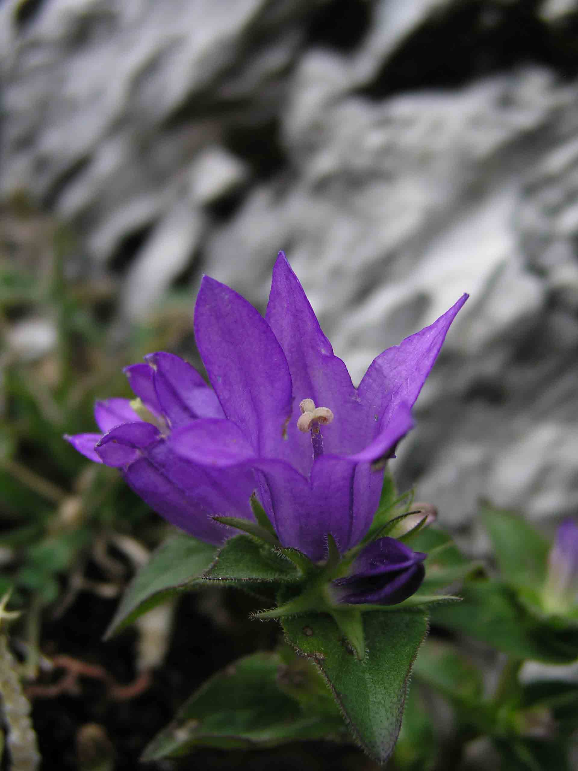 campanula glomerata