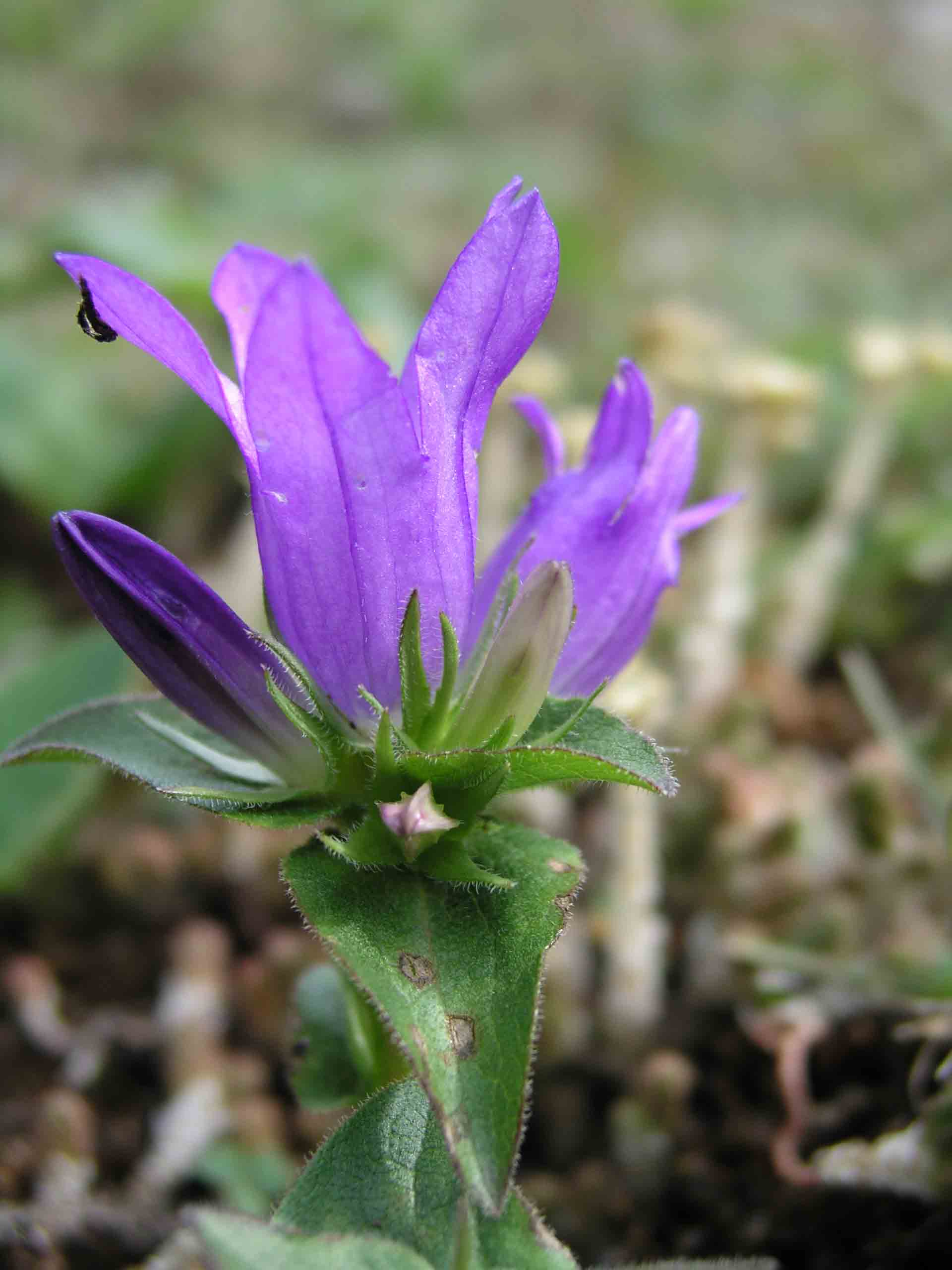 campanula glomerata