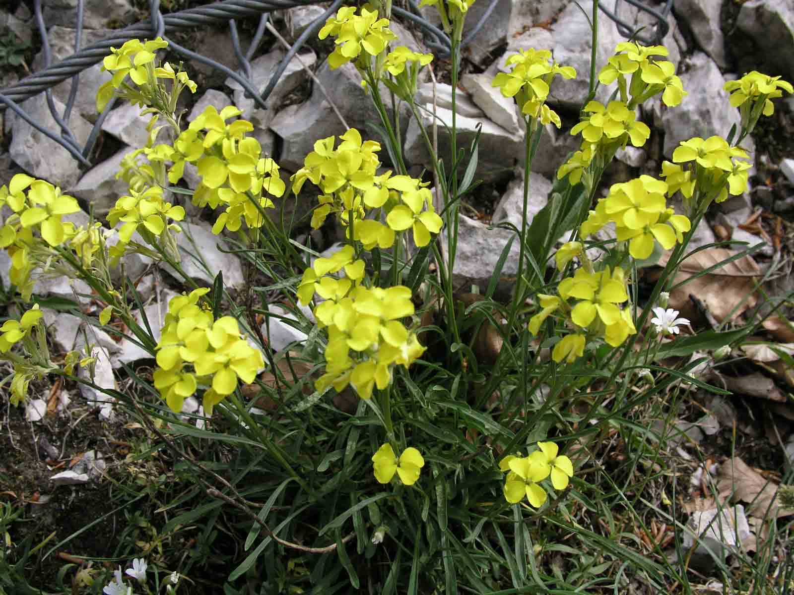 Erysimum pseudorhaeticum / Violaciocca appenninica