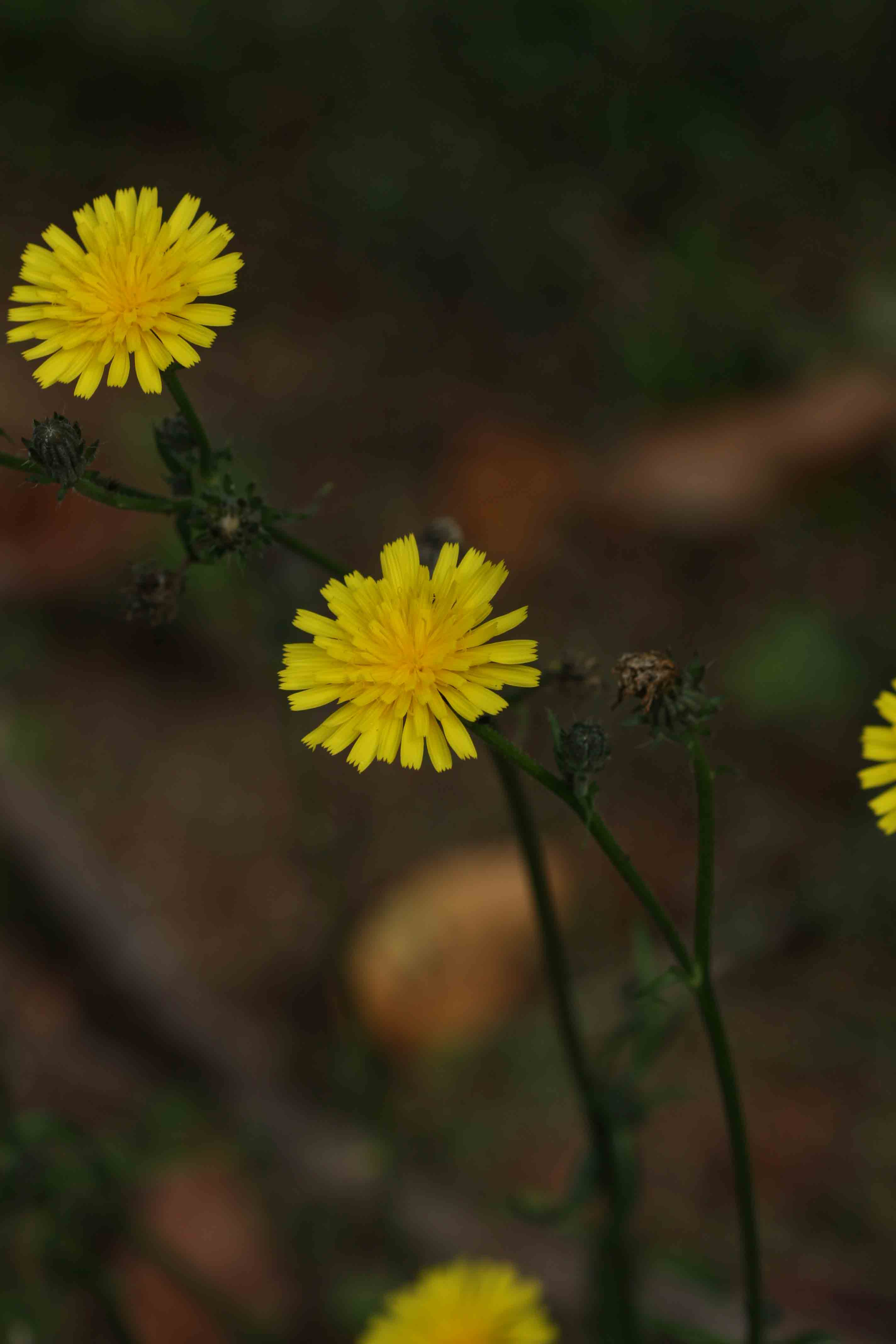 Picris hieracioides