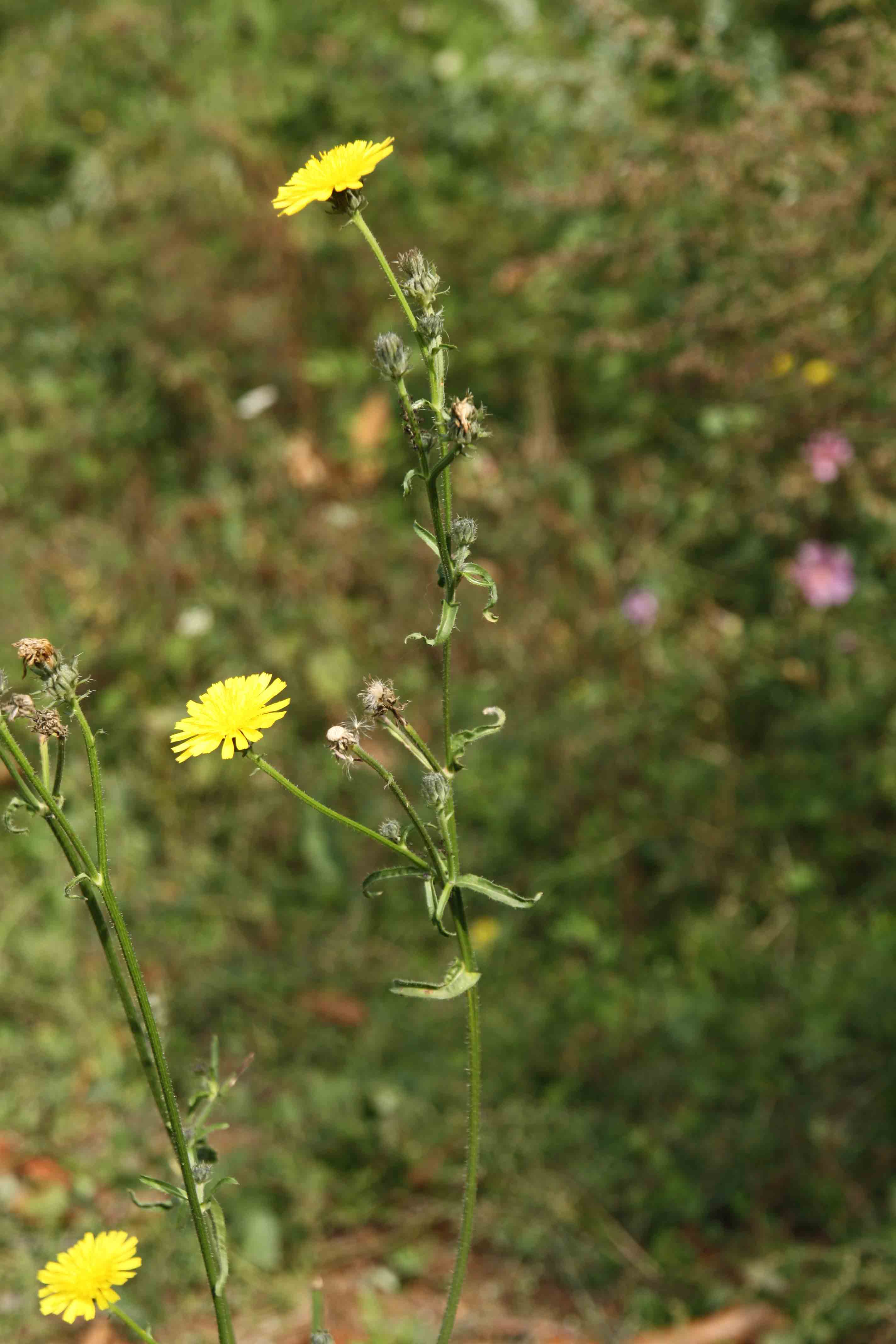 Picris hieracioides