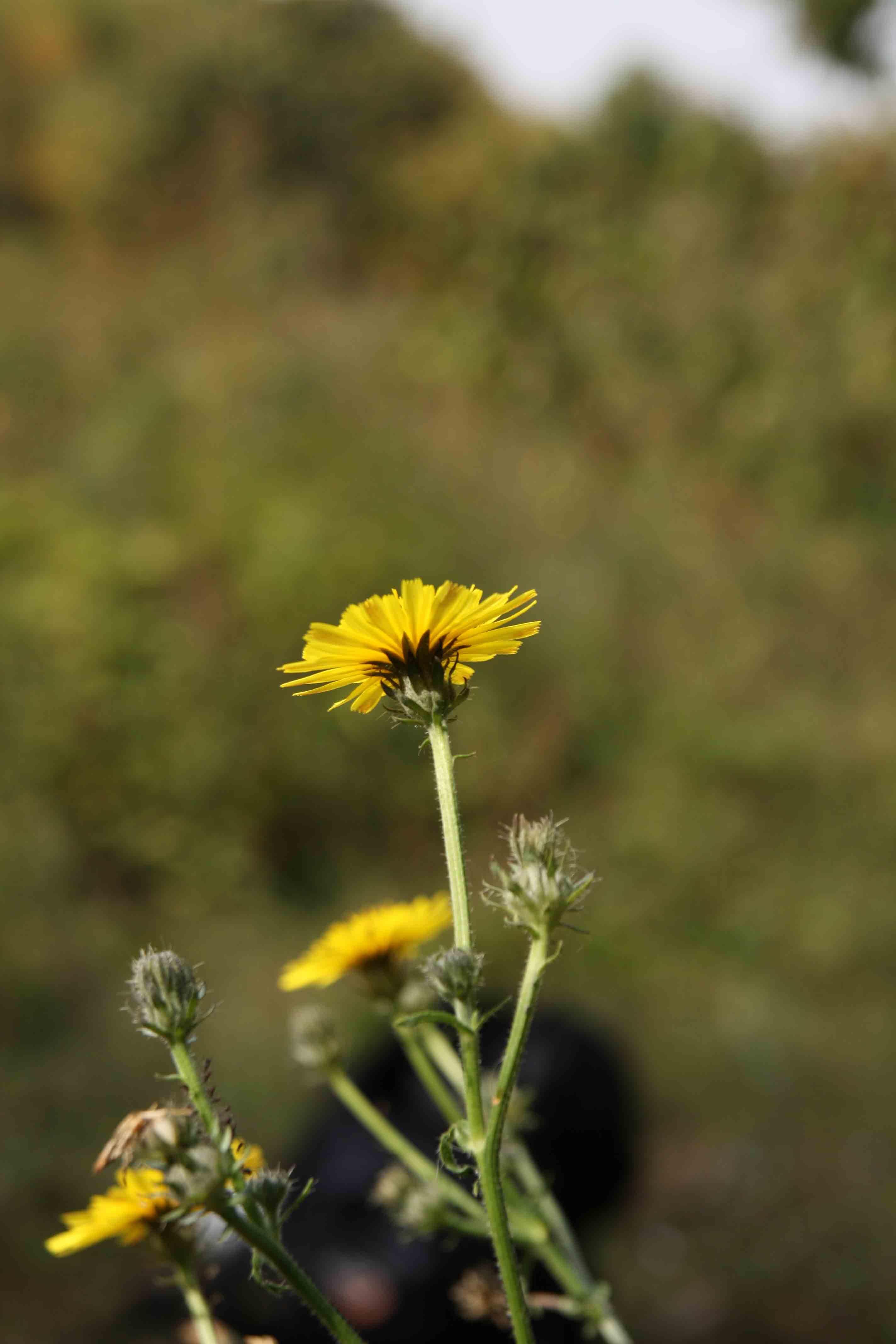 Picris hieracioides