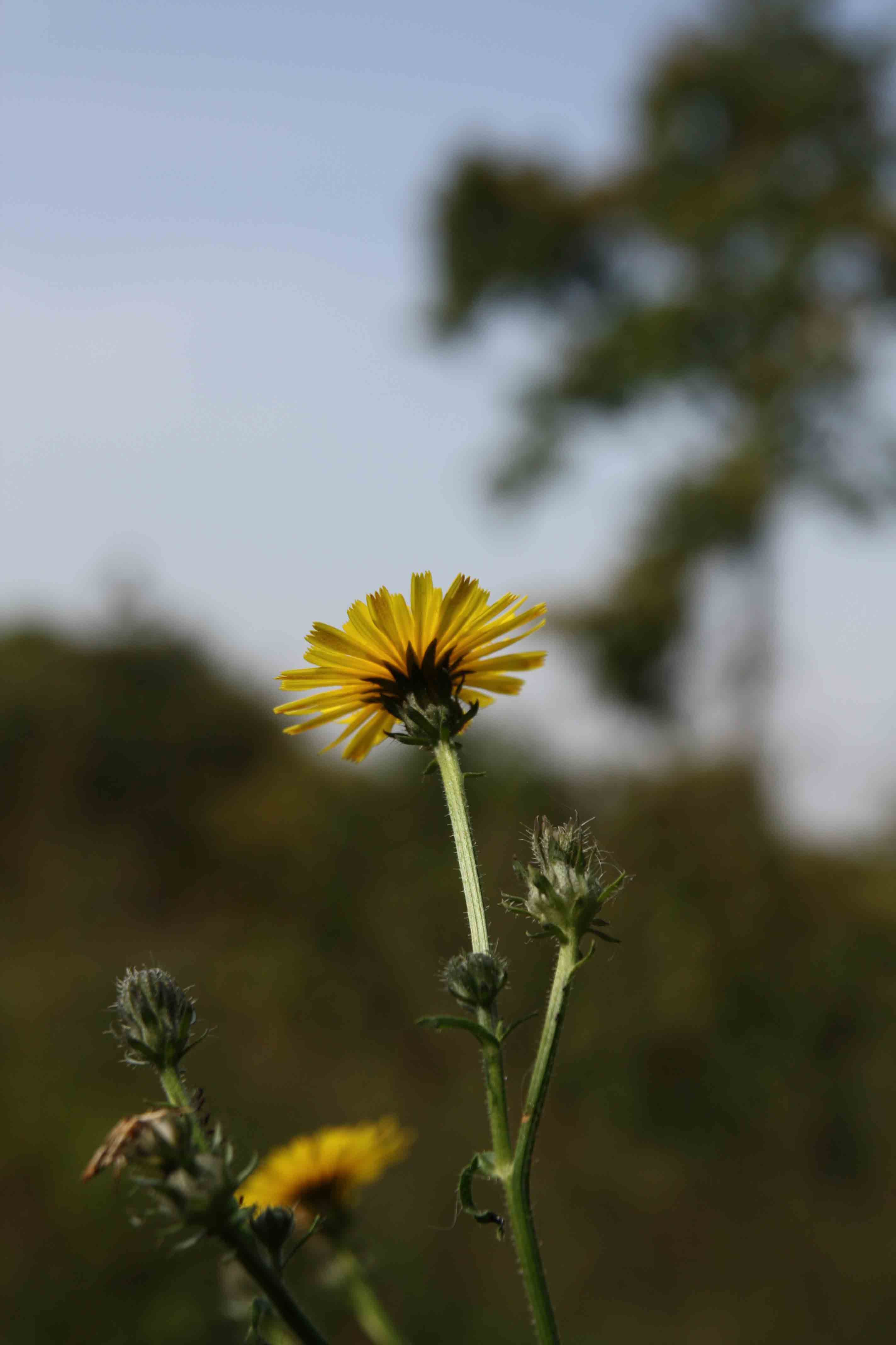 Picris hieracioides