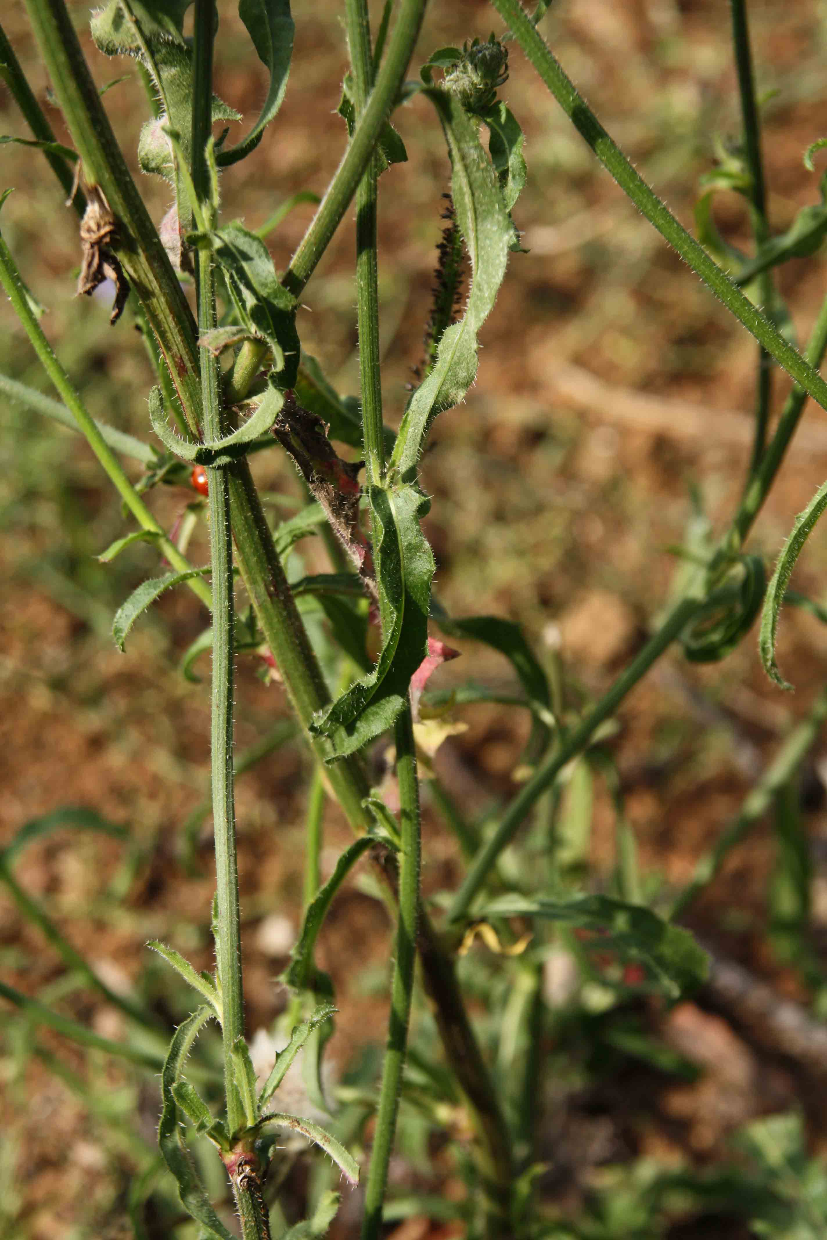 Picris hieracioides