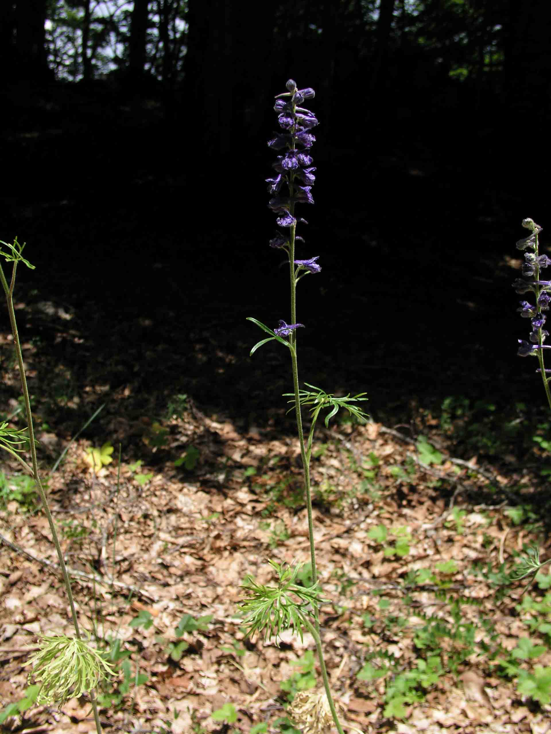 Dianthus sp. e Delphinium cfr. fissum