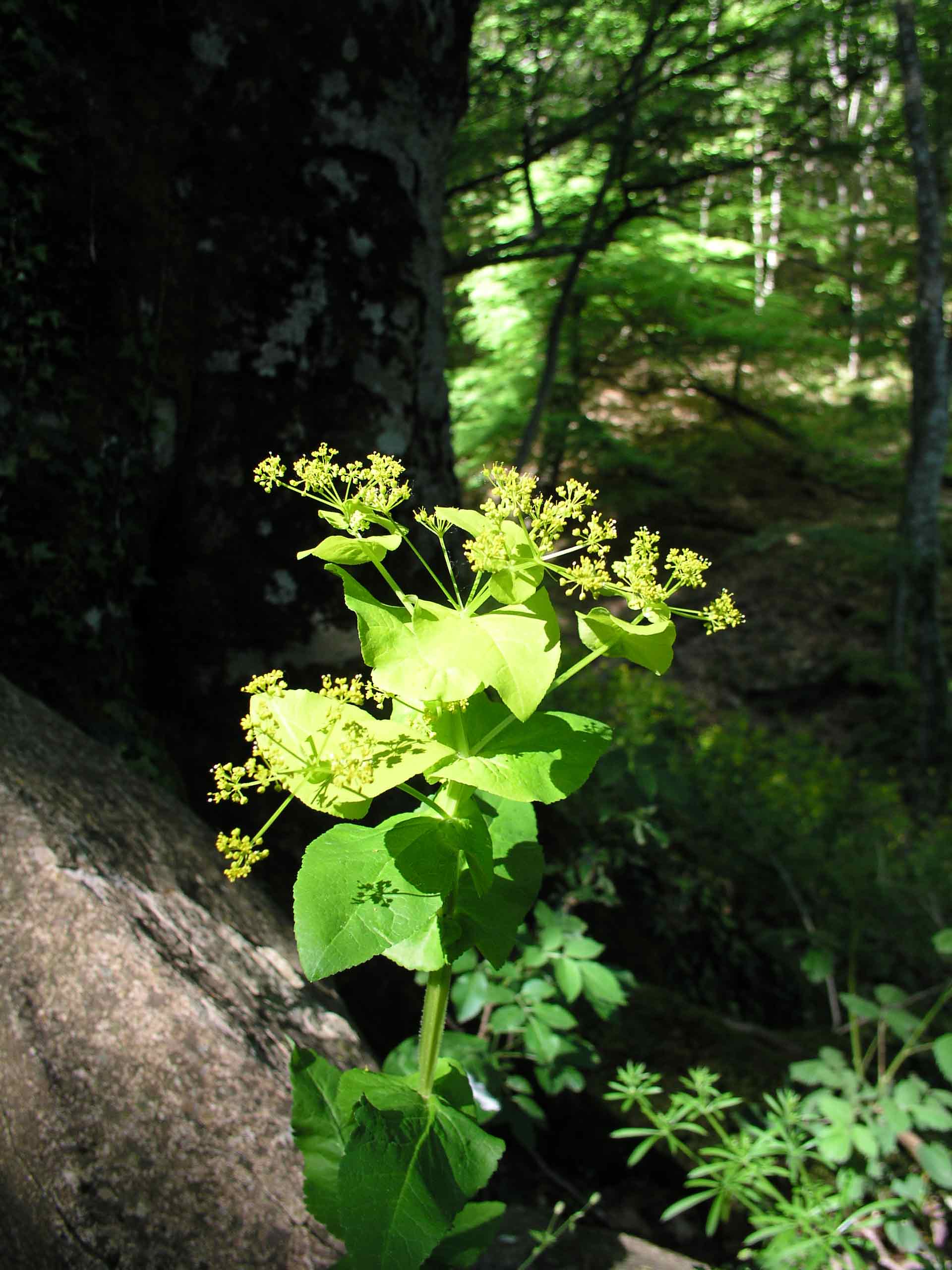 Smyrnium perfoliatum