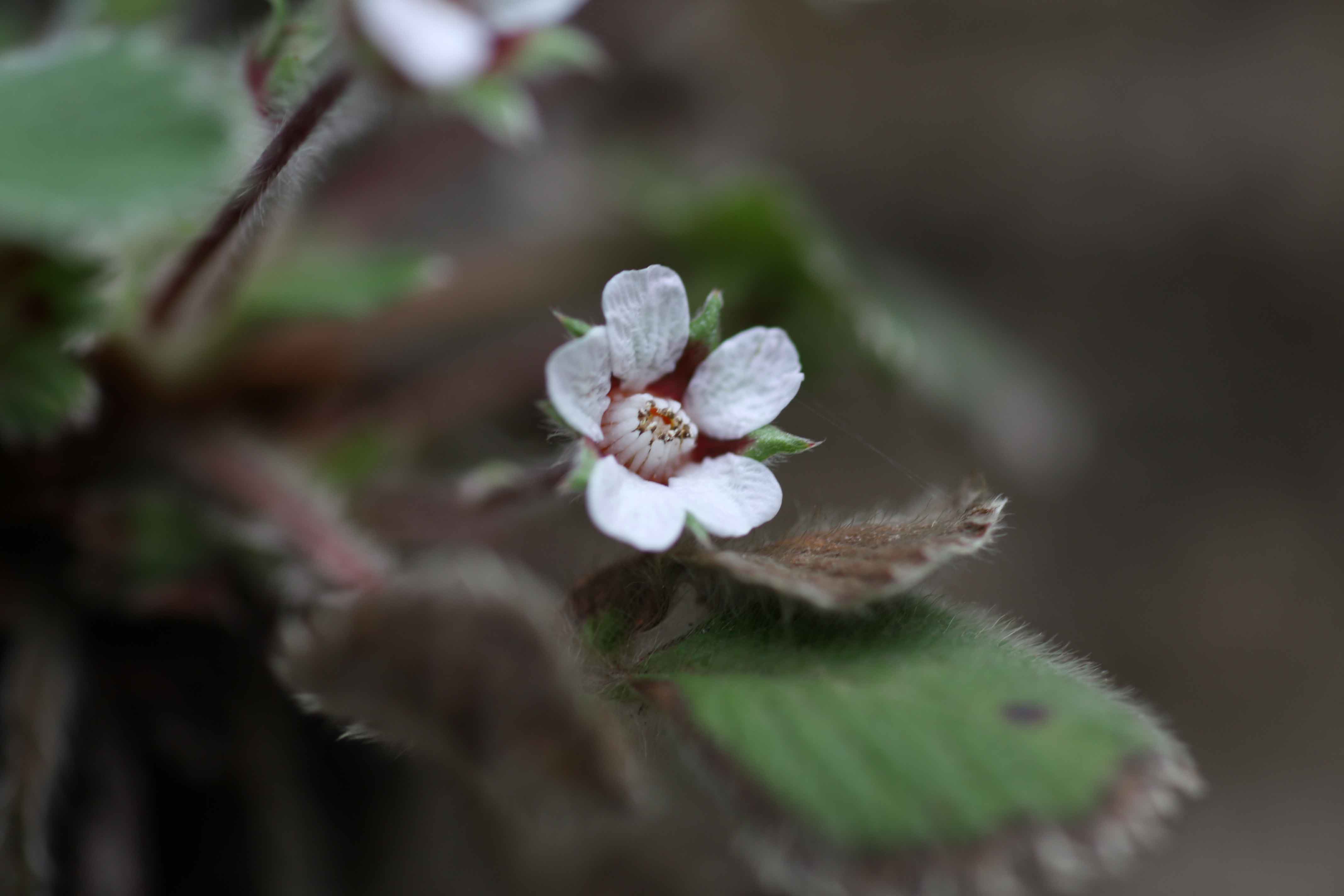 Flora dei Monti Albani - Potentilla micrantha