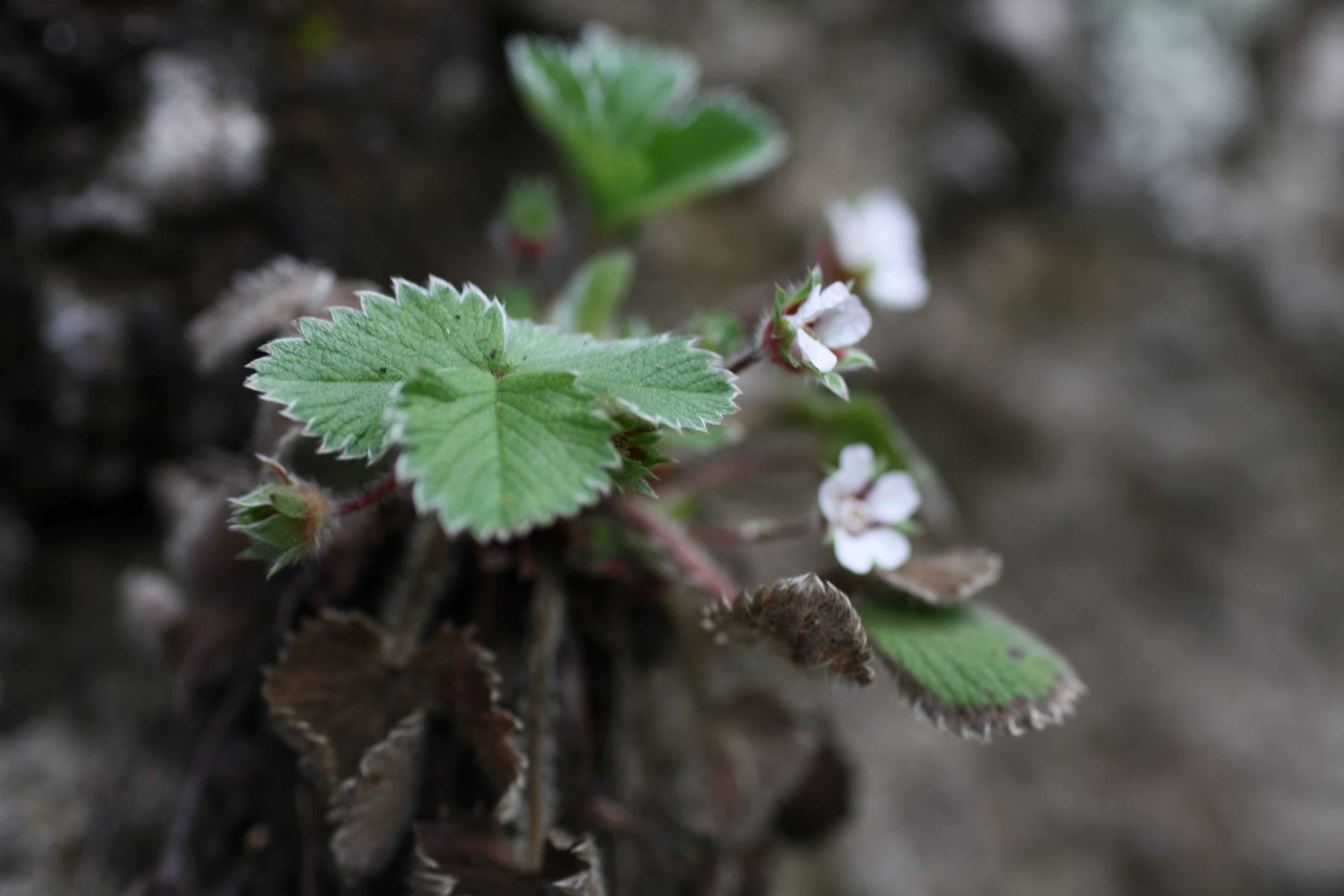 Flora dei Monti Albani - Potentilla micrantha