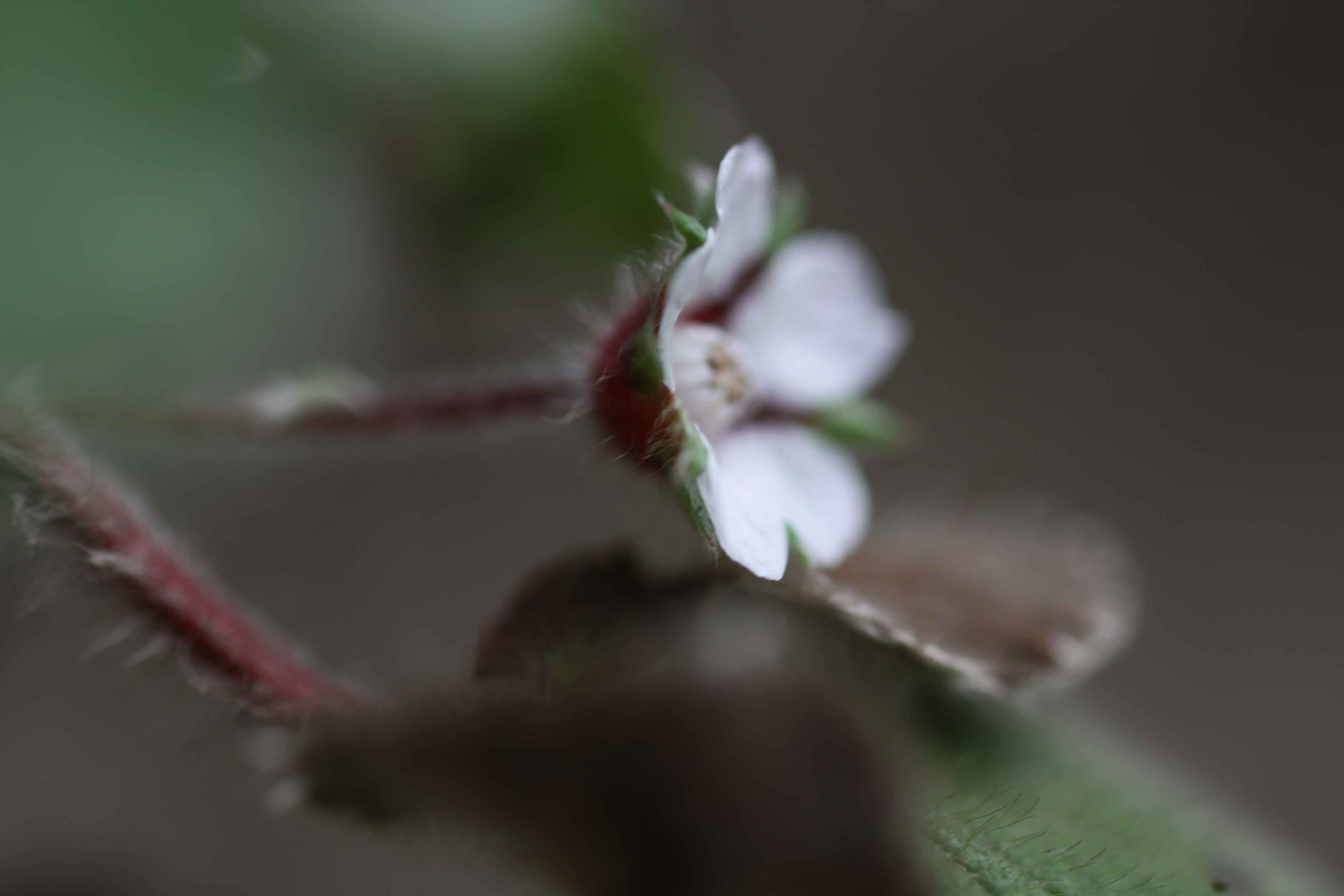 Flora dei Monti Albani - Potentilla micrantha