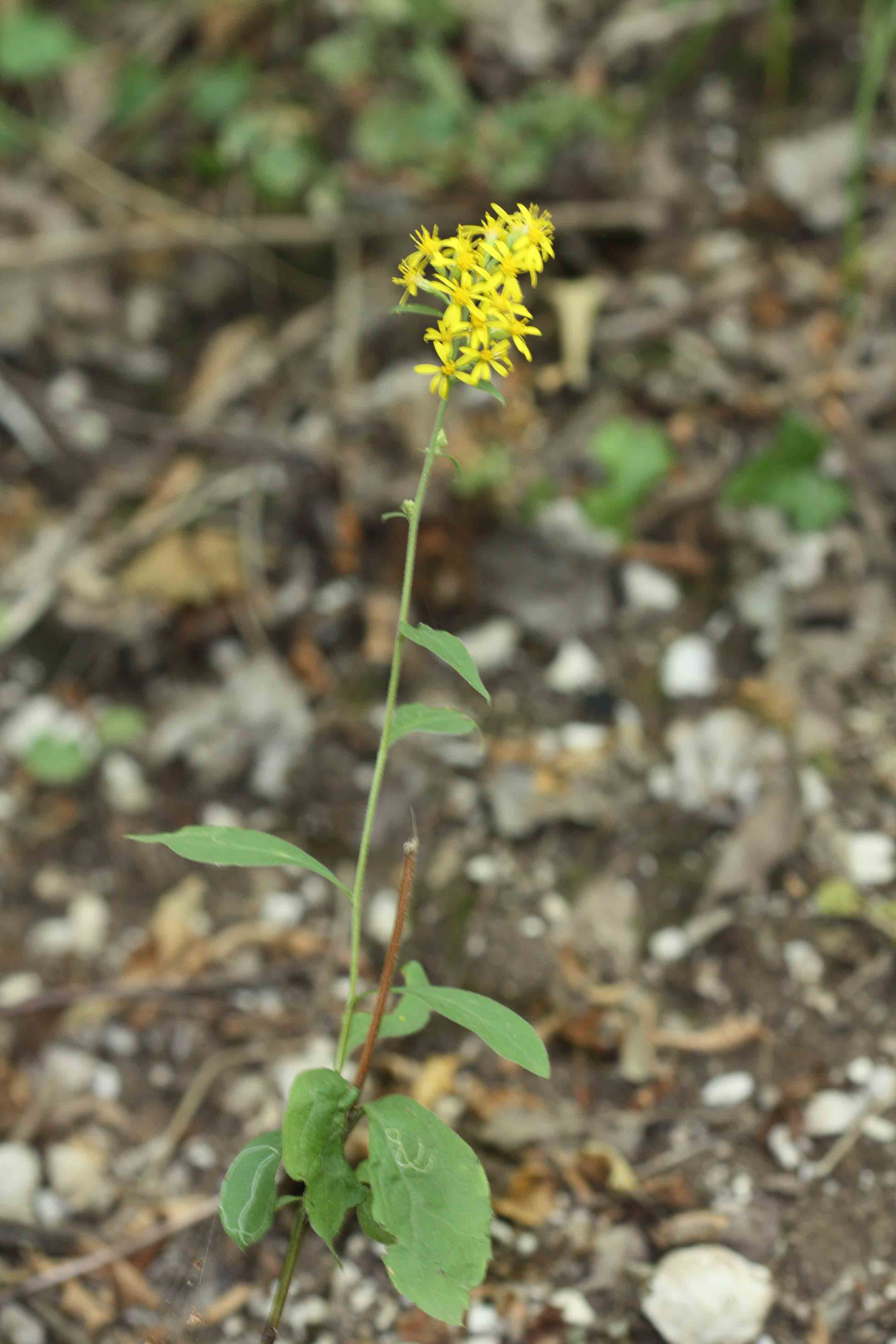 Solidago virgaurea / Verga d''oro comune