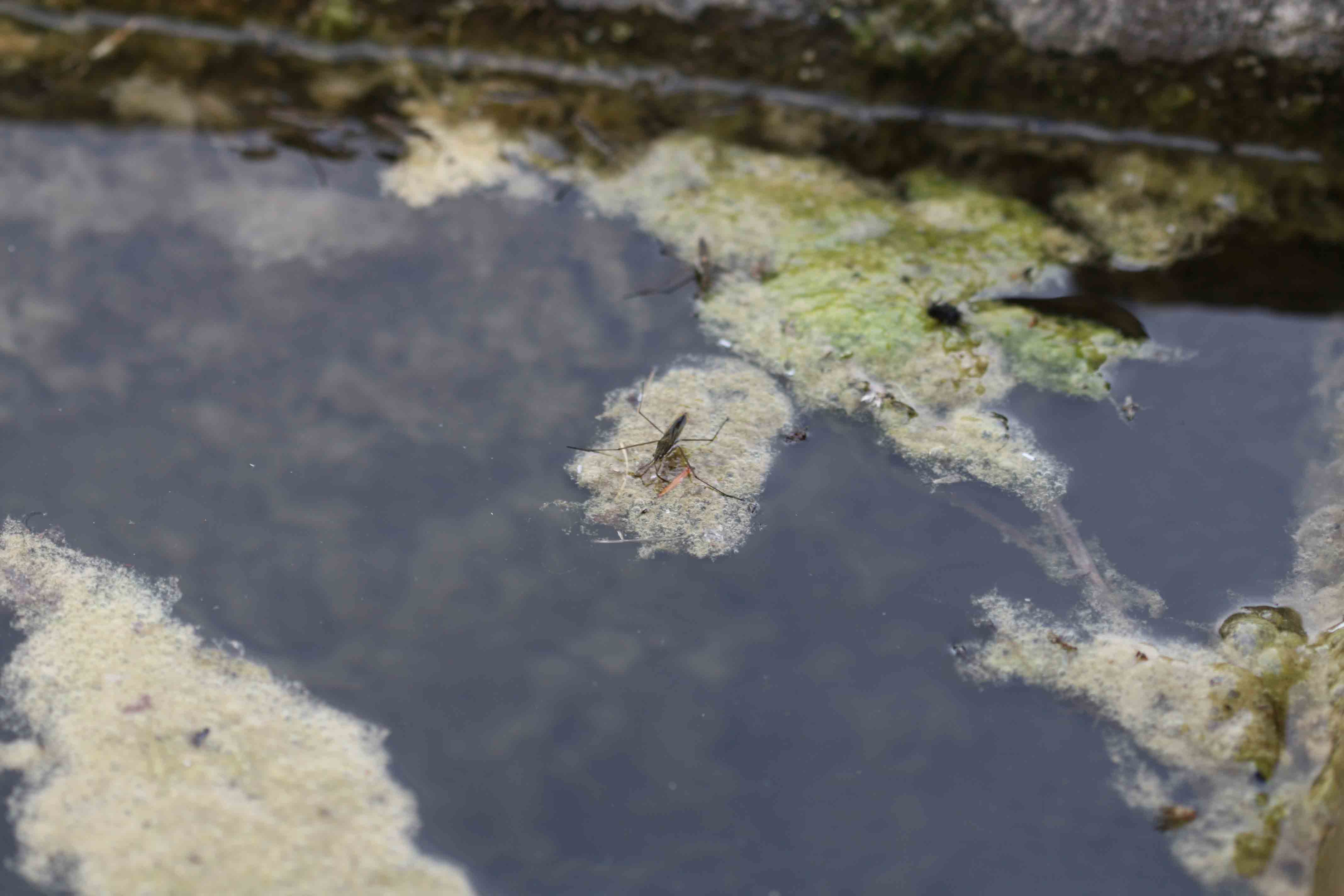 Zanzare d''acqua? Gerris sp.