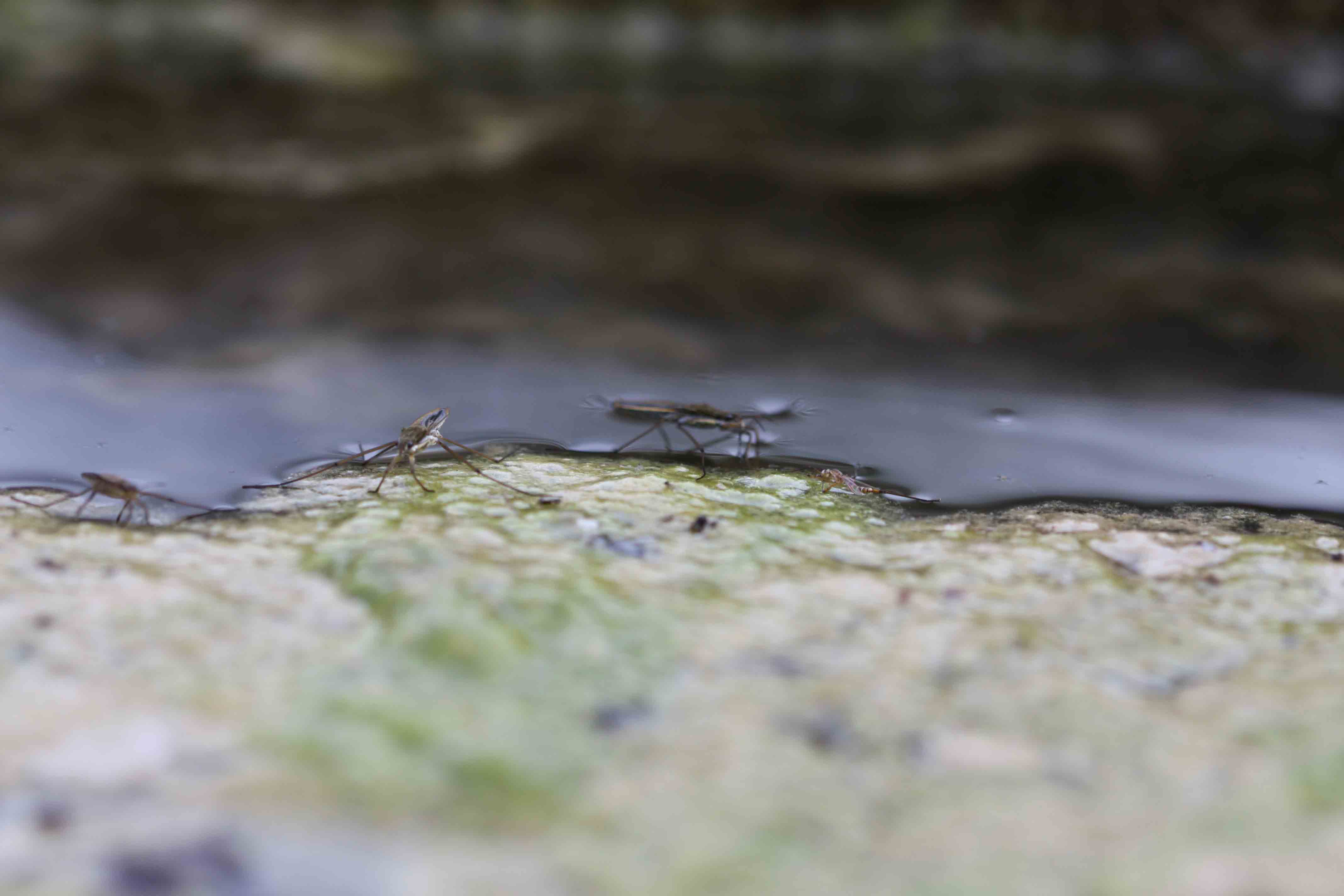 Zanzare d''acqua? Gerris sp.