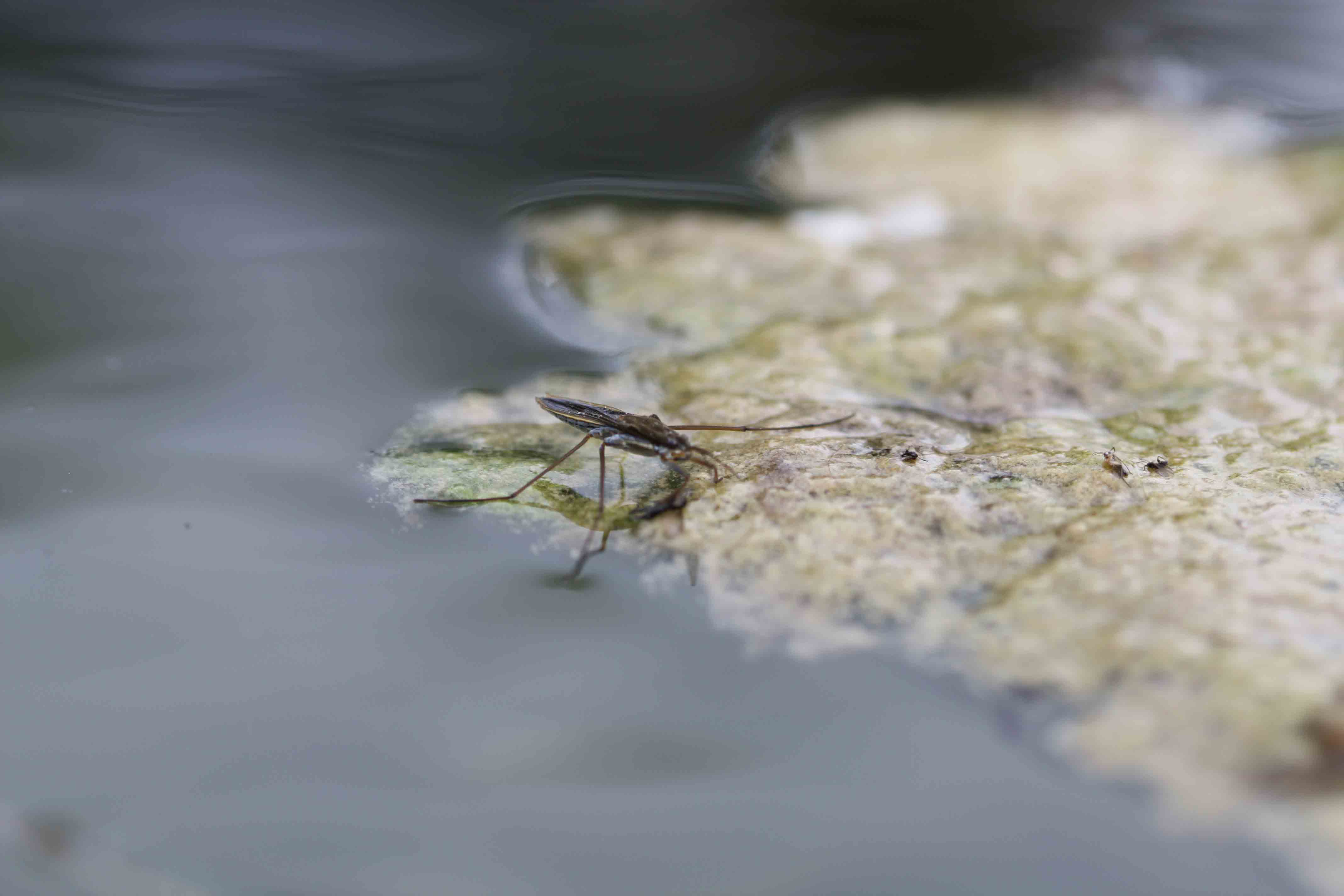 Zanzare d''acqua? Gerris sp.