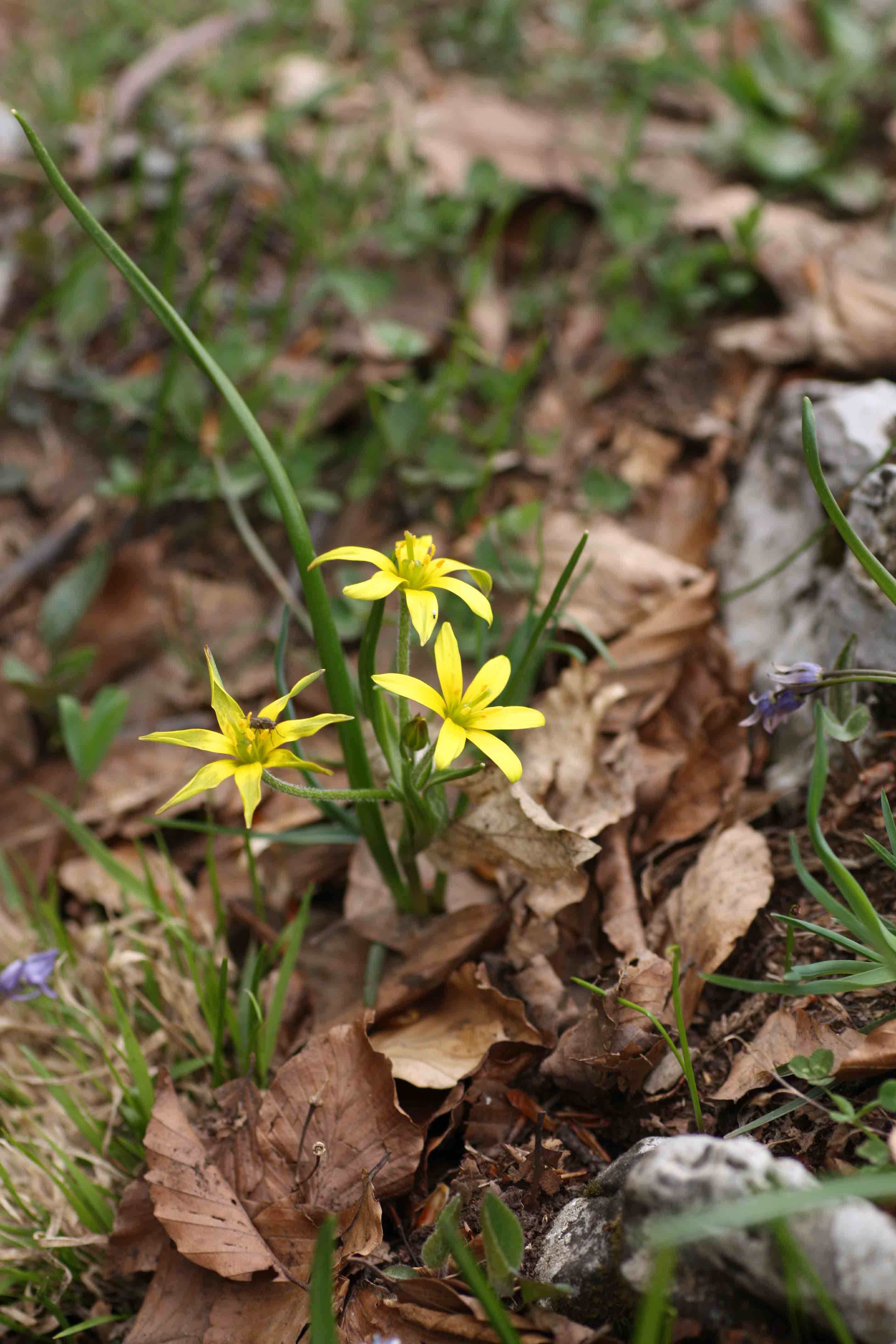 Flora dei monti Simbruini - Gagea villosa