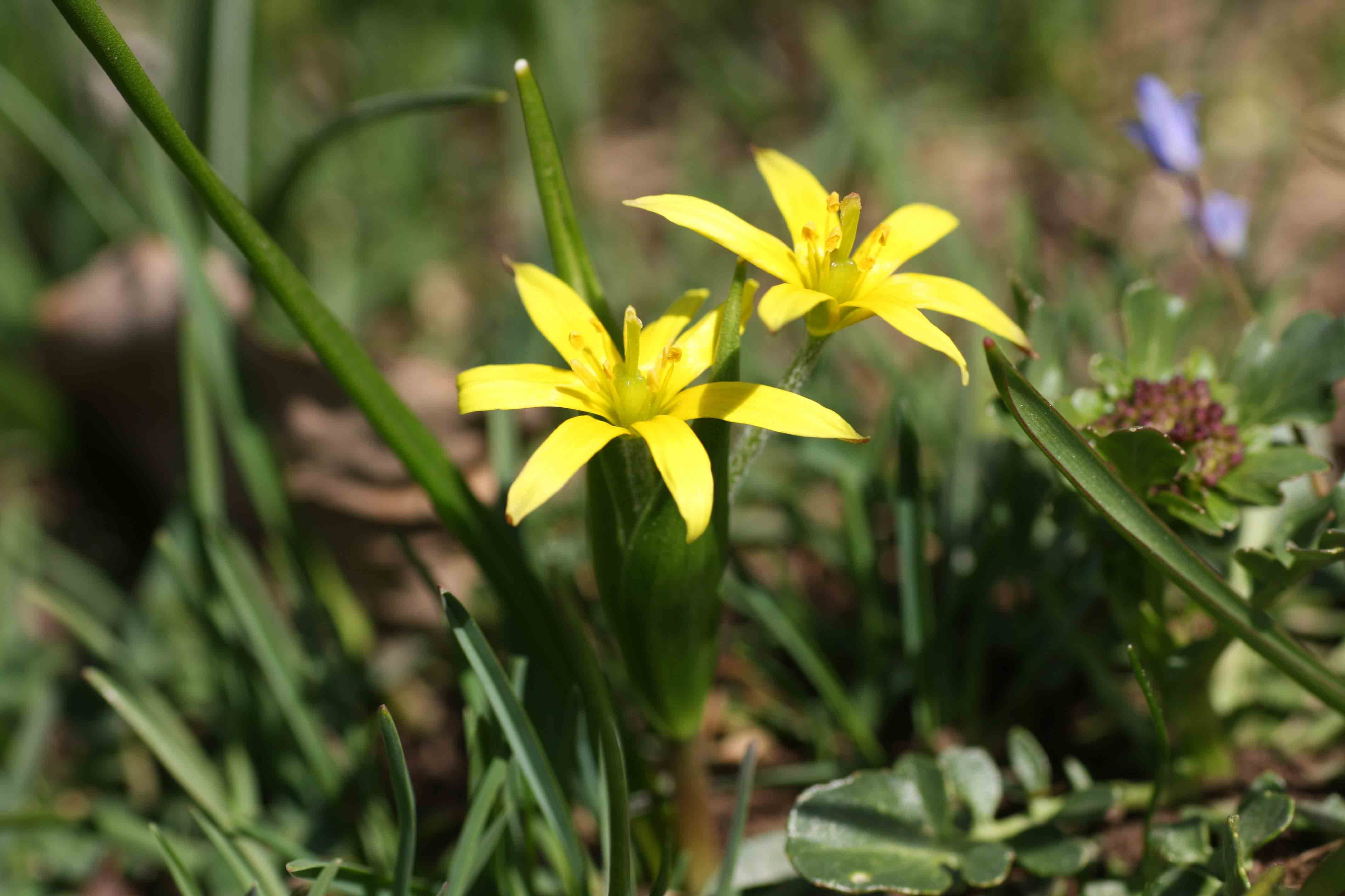 Flora dei monti Simbruini - Gagea villosa