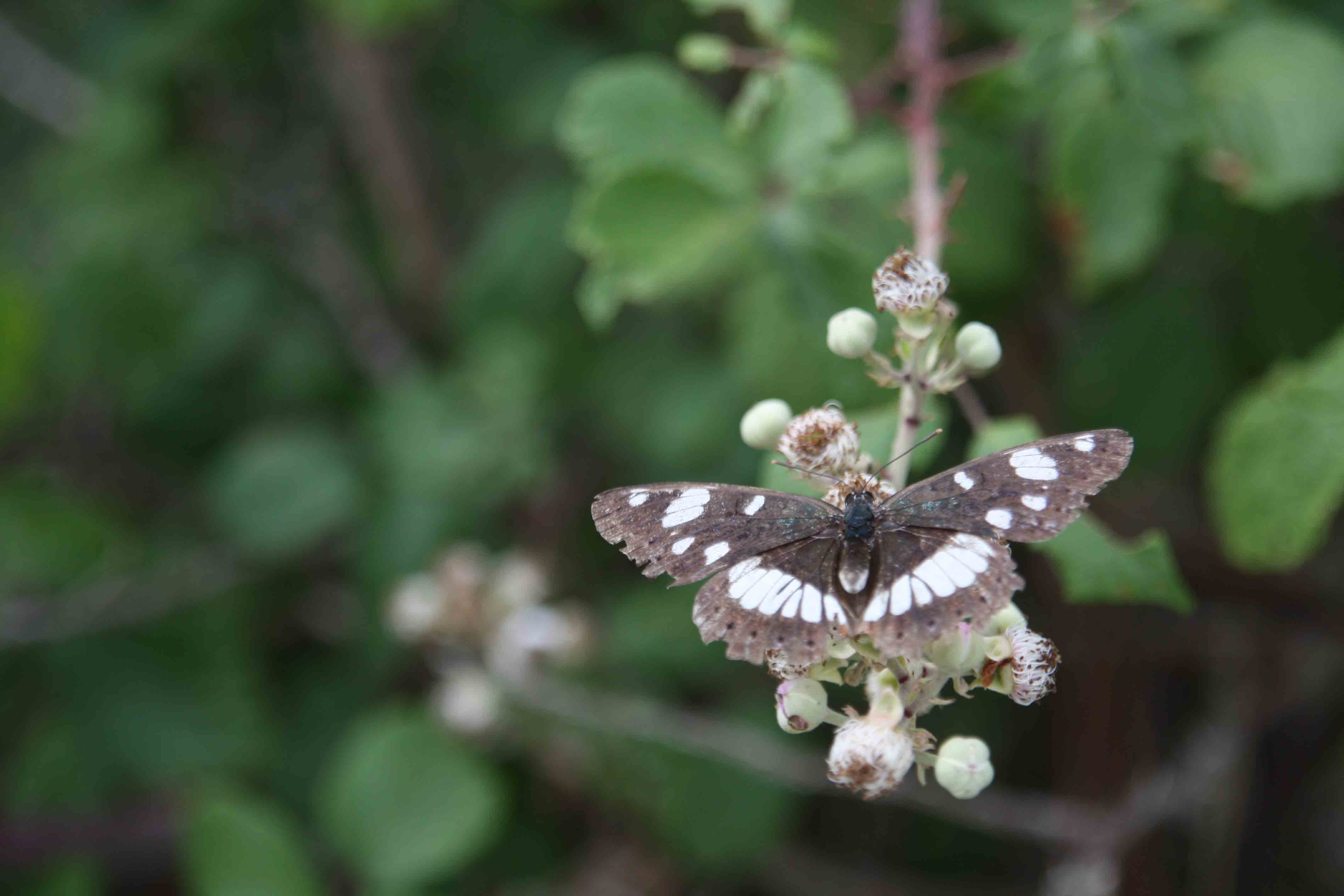 Farfalle dei monti Sabini 1 - Limenitis reducta