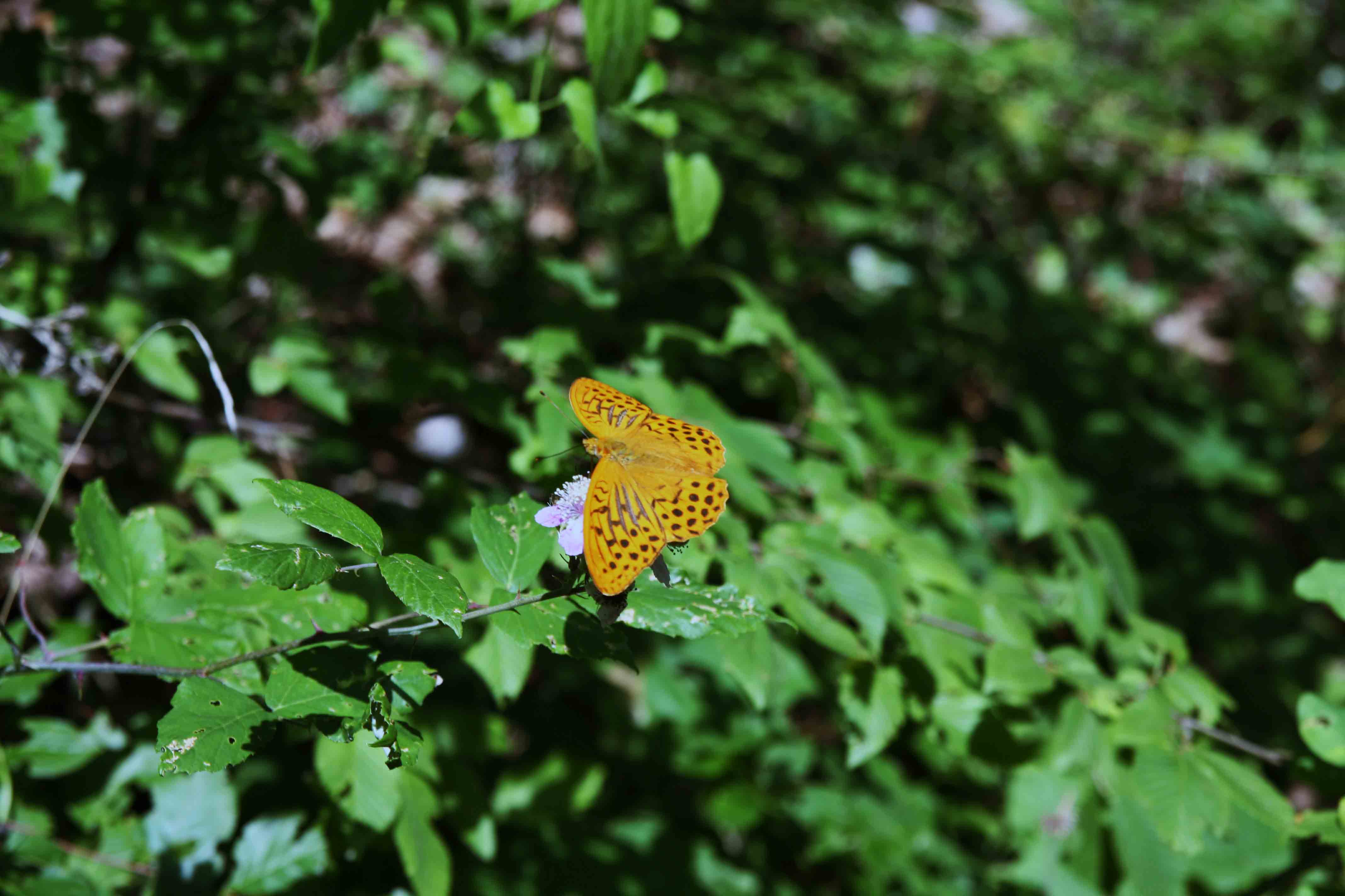 Farfalle dei monti Sabini 2 - Argynnis paphia  (maschio)