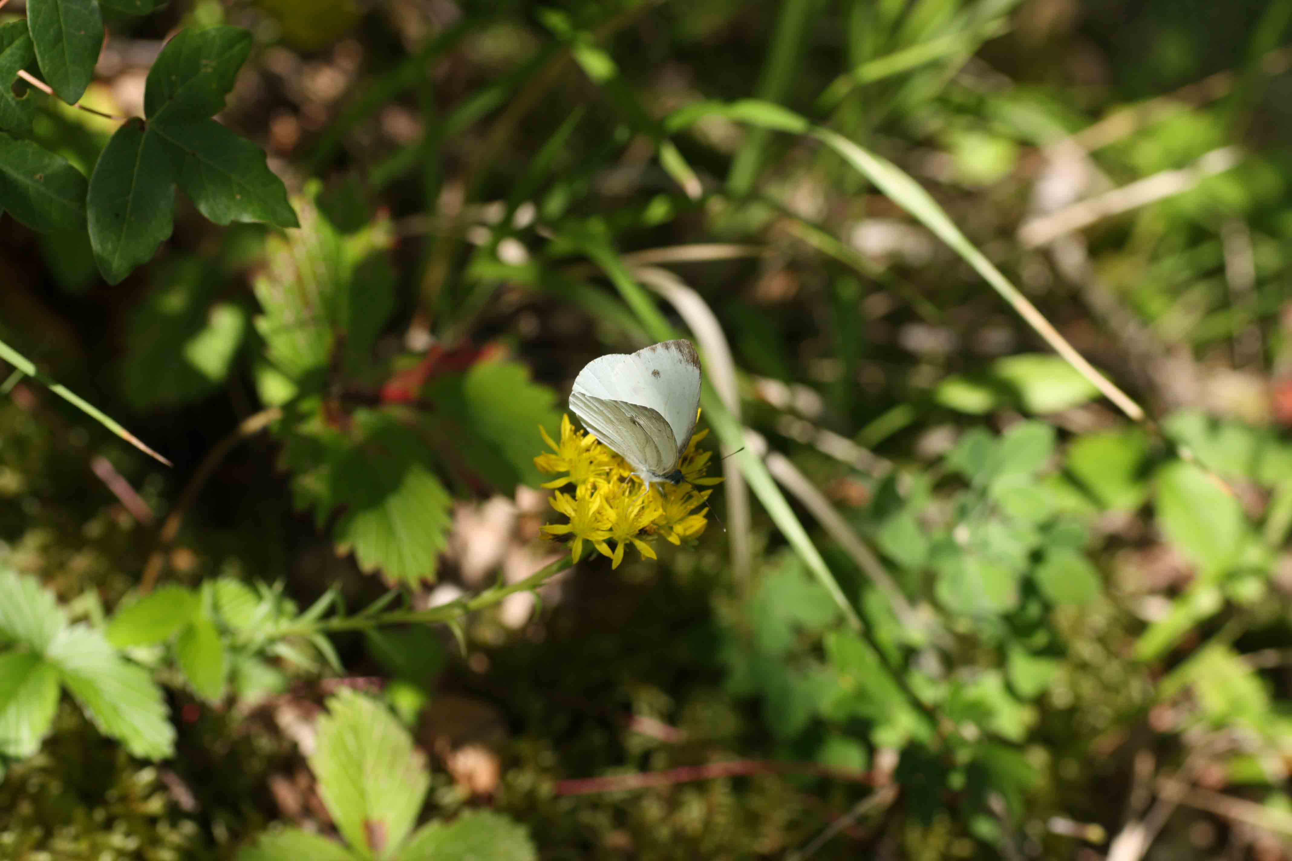 Farfalle dei monti Sabini 3 - Pieris napi