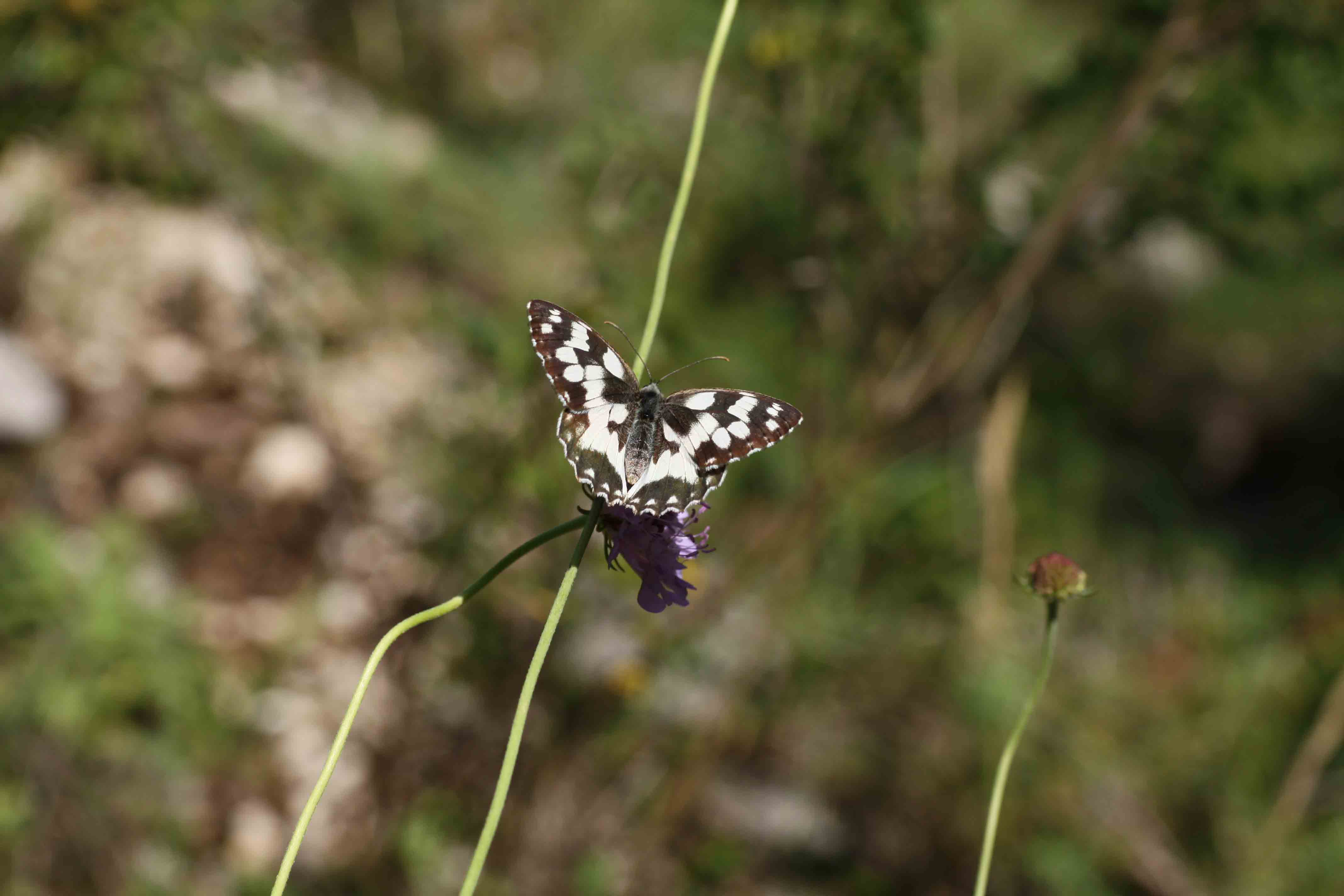 Farfalle monti Sabini 4 - Melanargia galathea