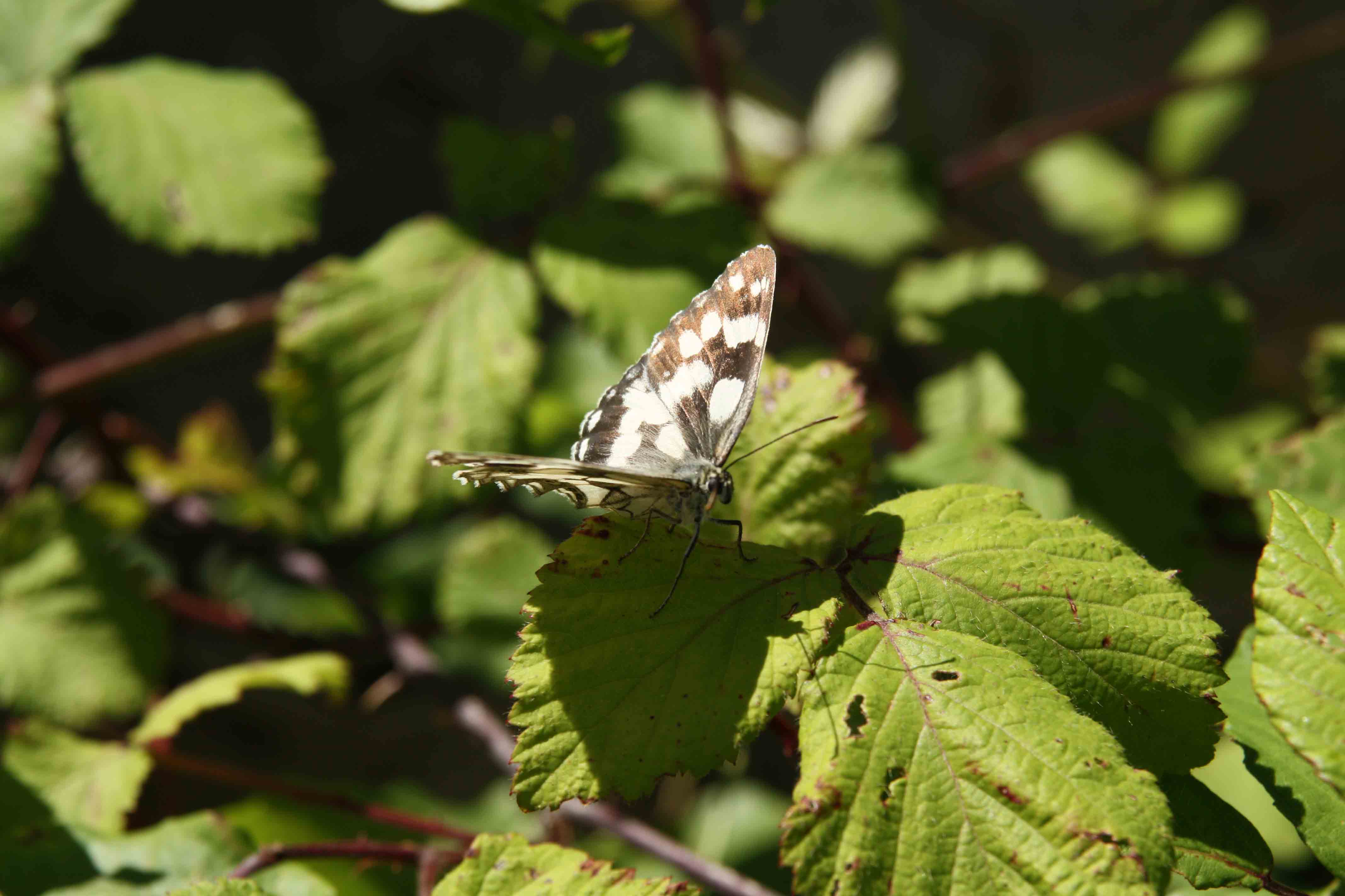 Farfalle dei monti Ruffi 1 - Melanargia galathea