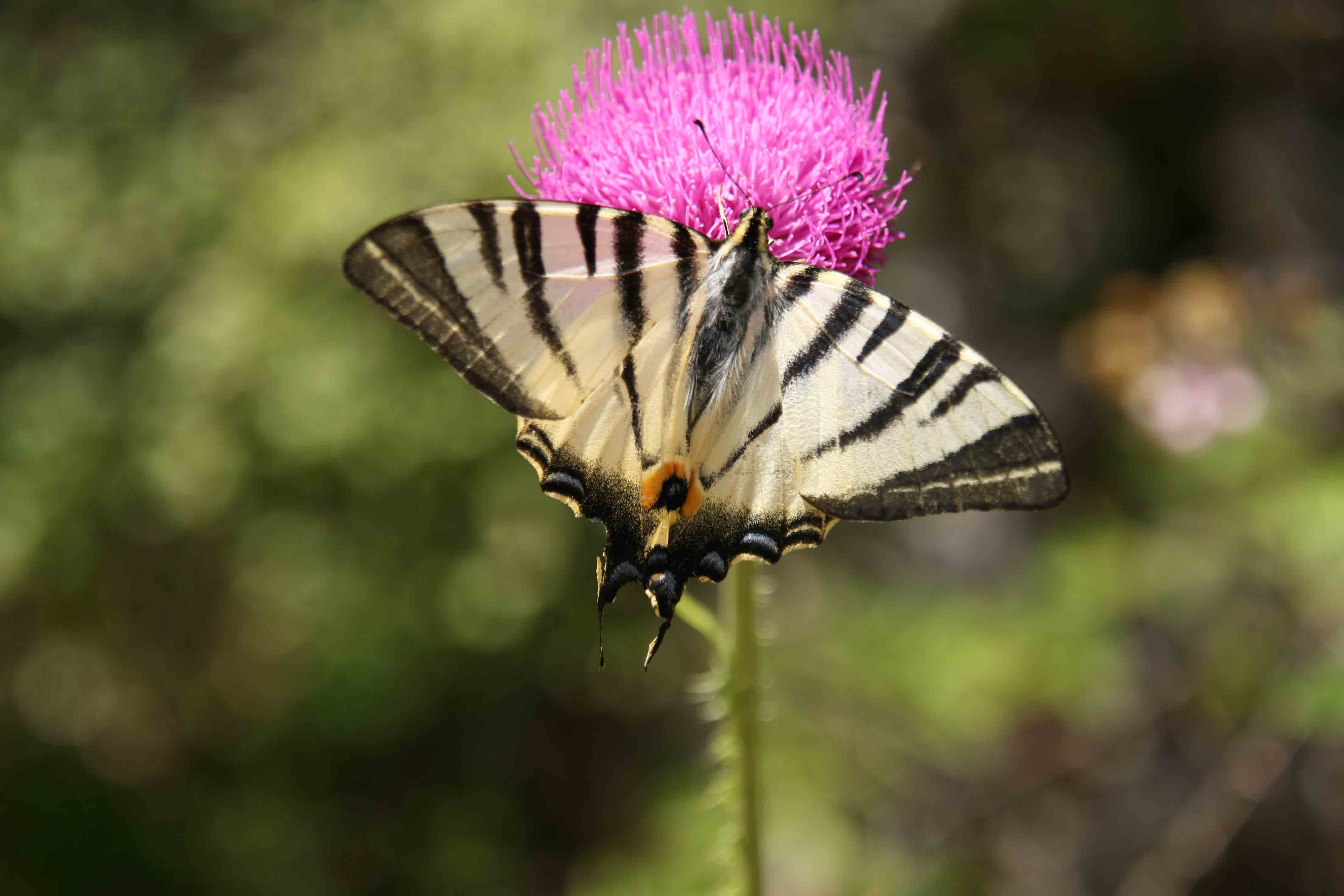 Farfalle monti Ruffi 2 - Iphiclides podalirius