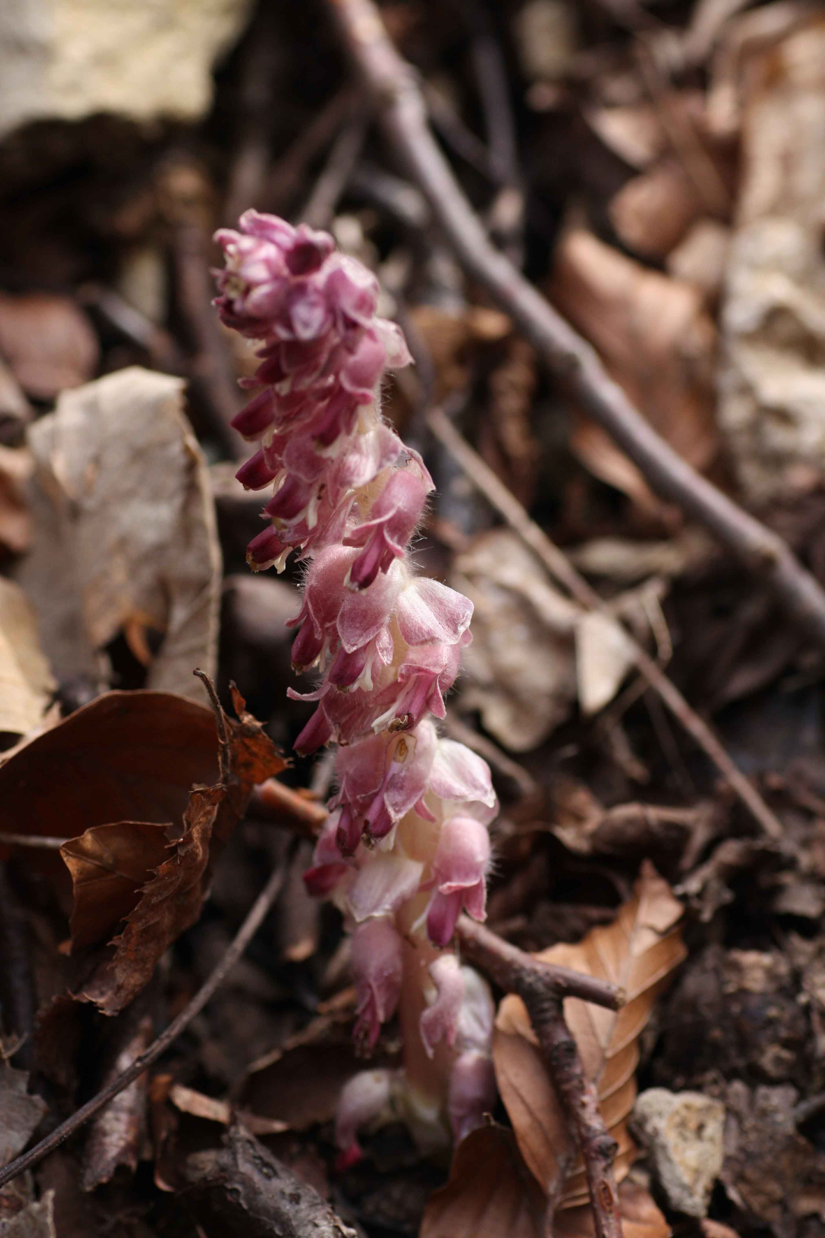 Flora monti Prenestini - Lathraea squamaria