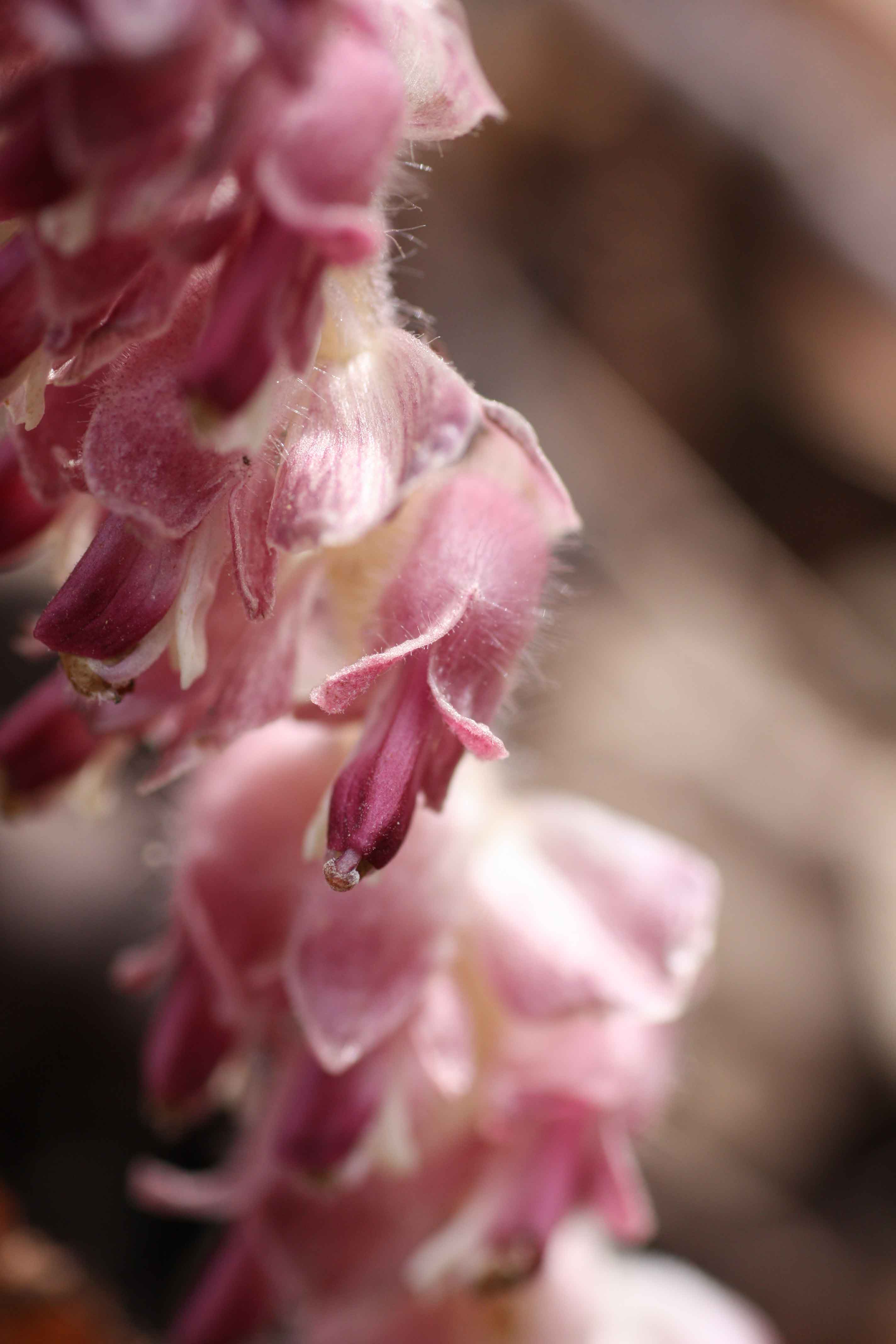 Flora monti Prenestini - Lathraea squamaria