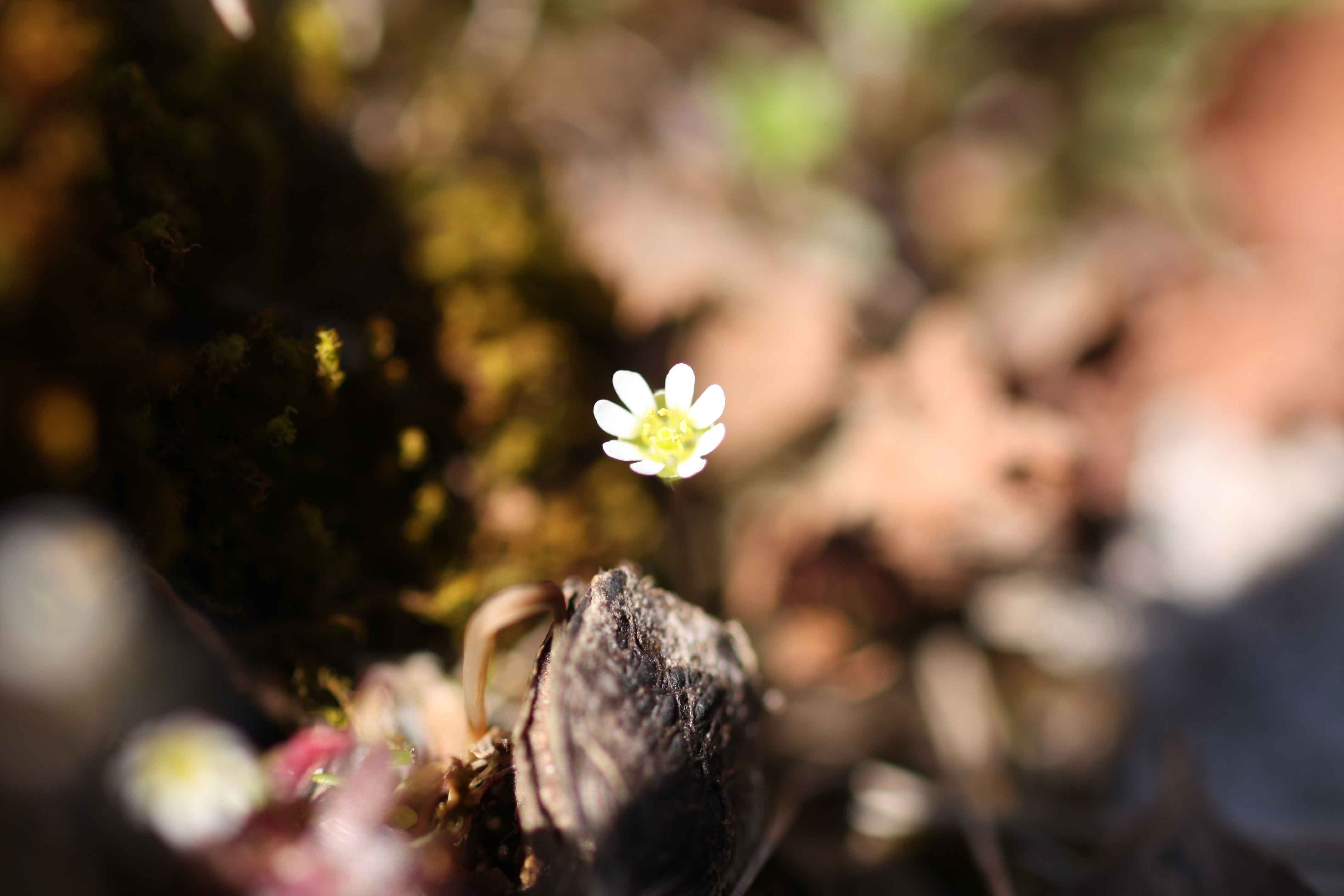 Flora monti Prenestini - Erophila verna