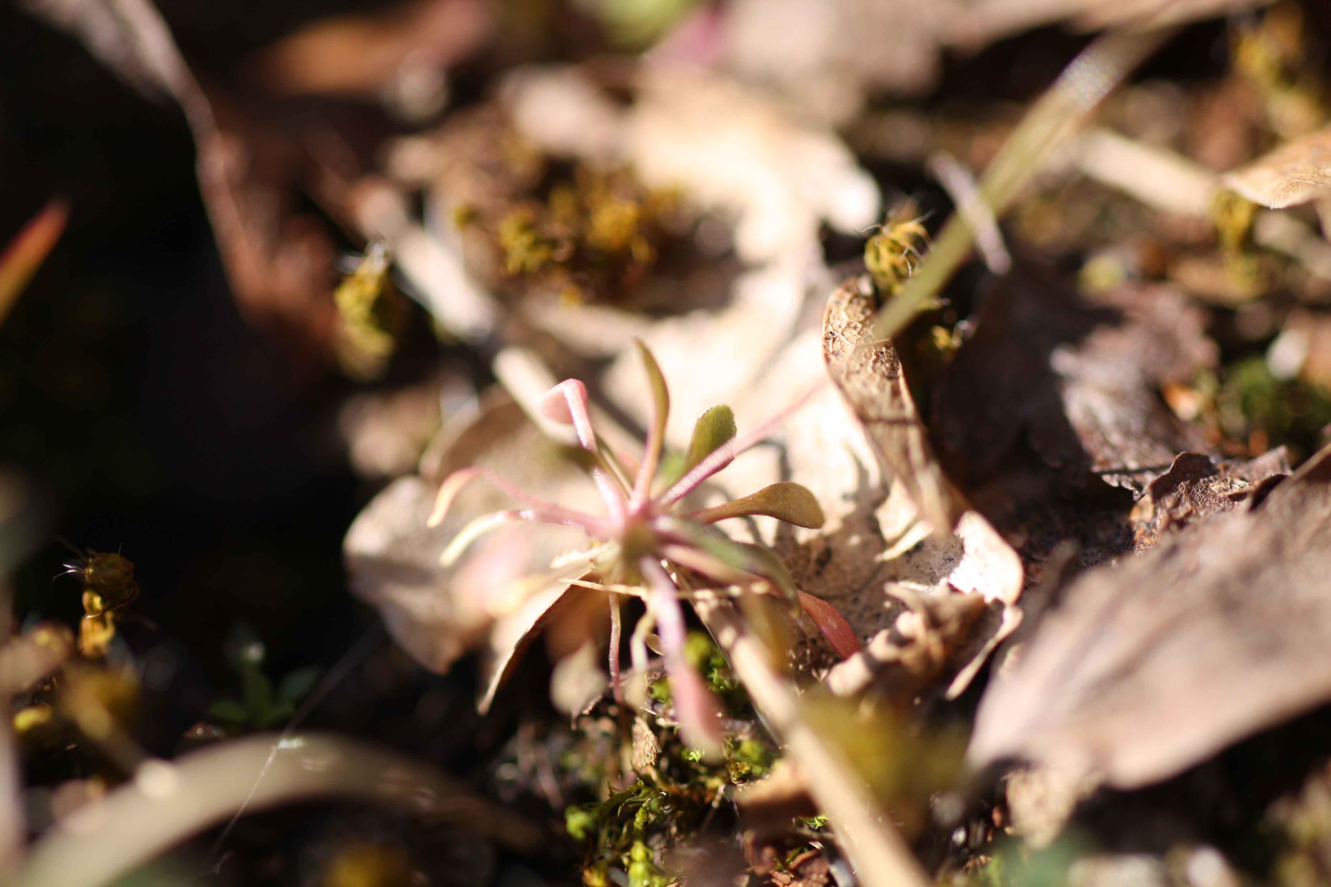 Flora monti Prenestini - Erophila verna