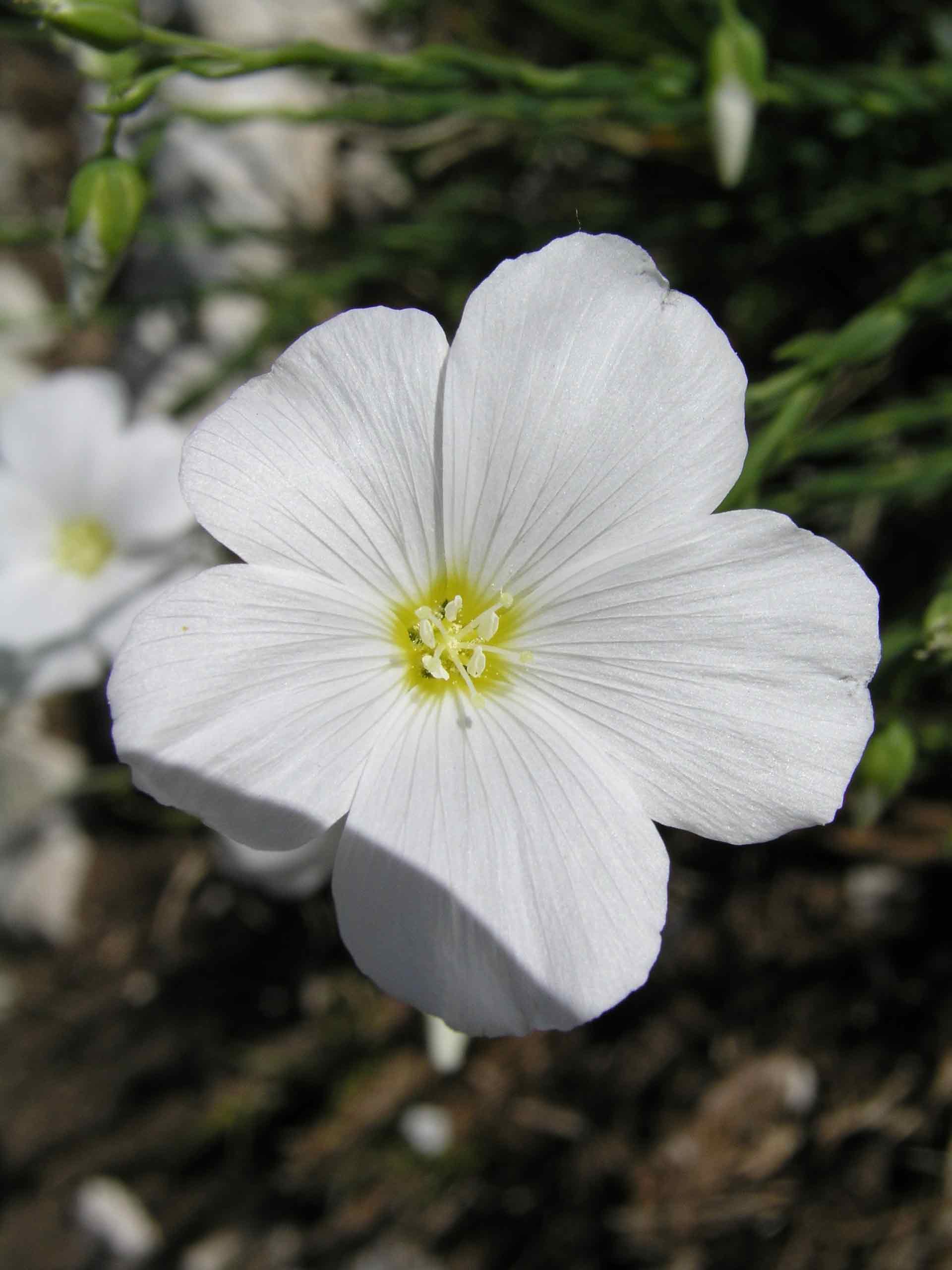 linum sp.