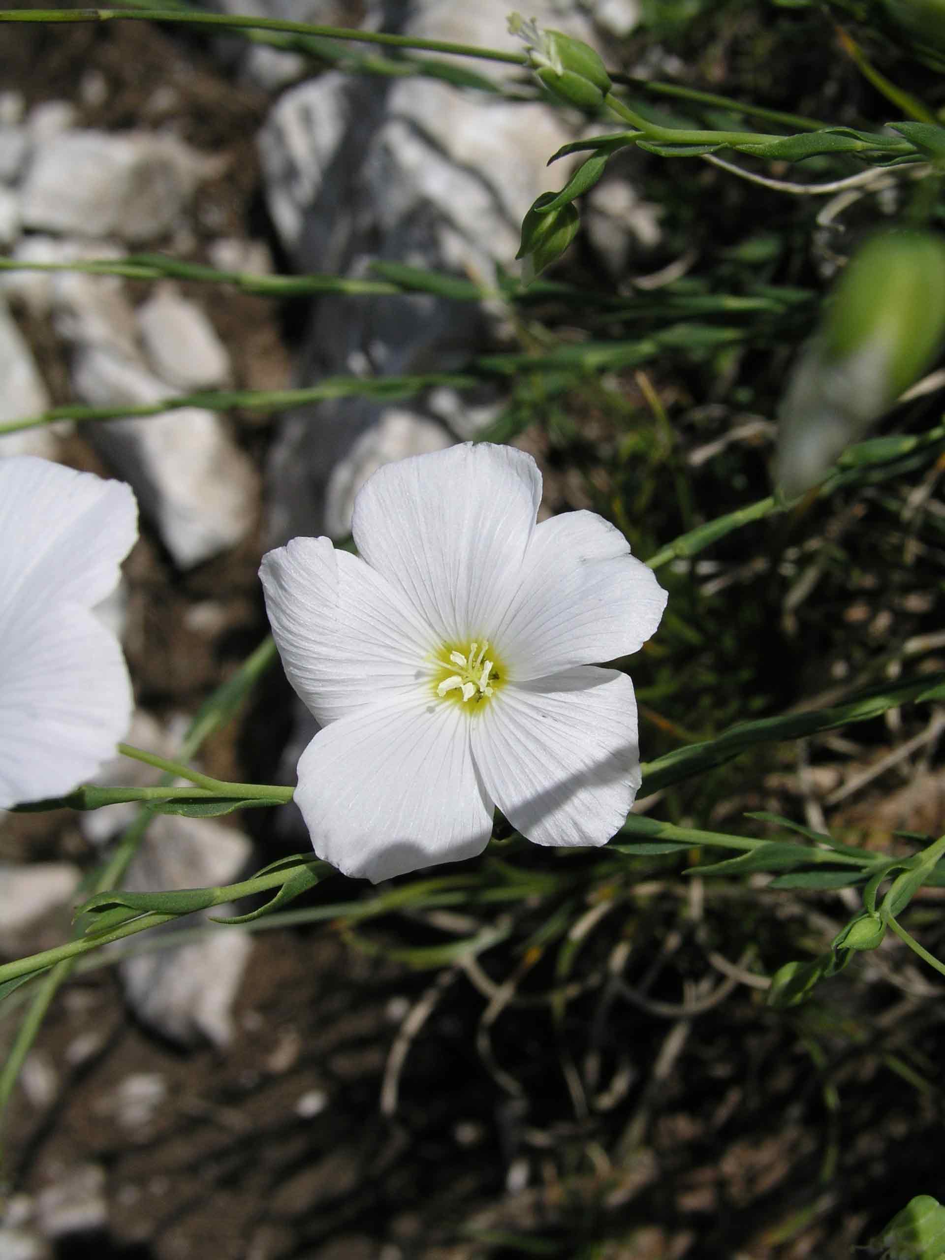 linum sp.