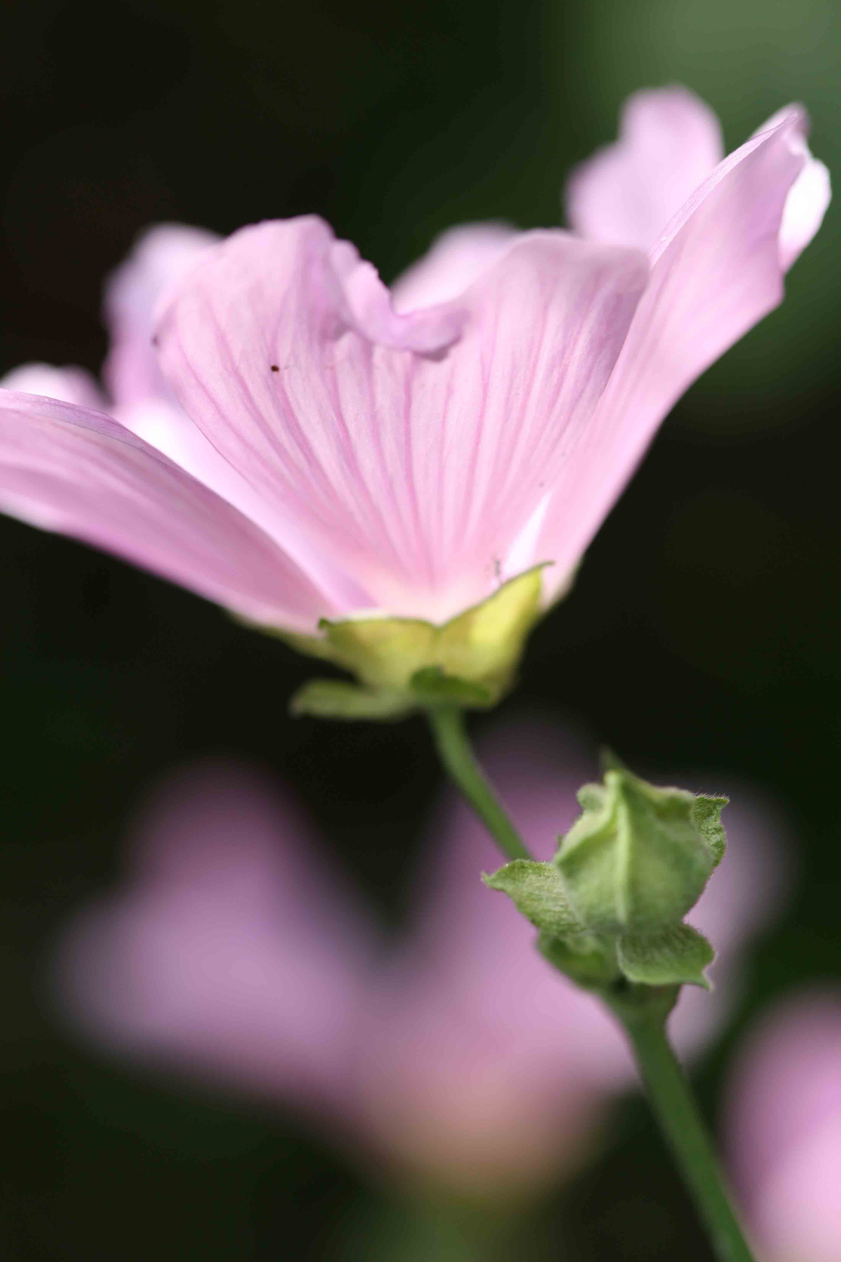 Malva alcea