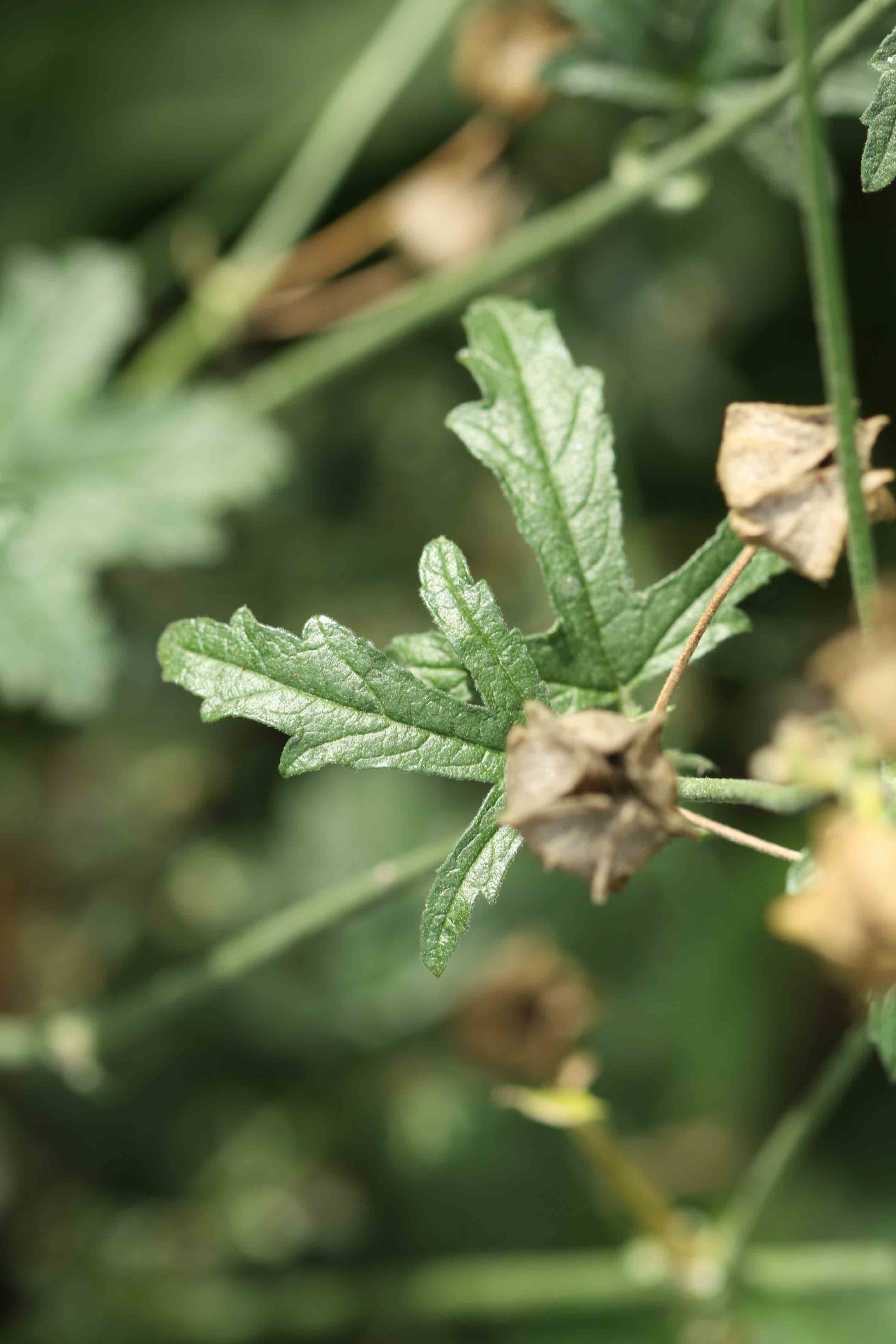 Malva alcea