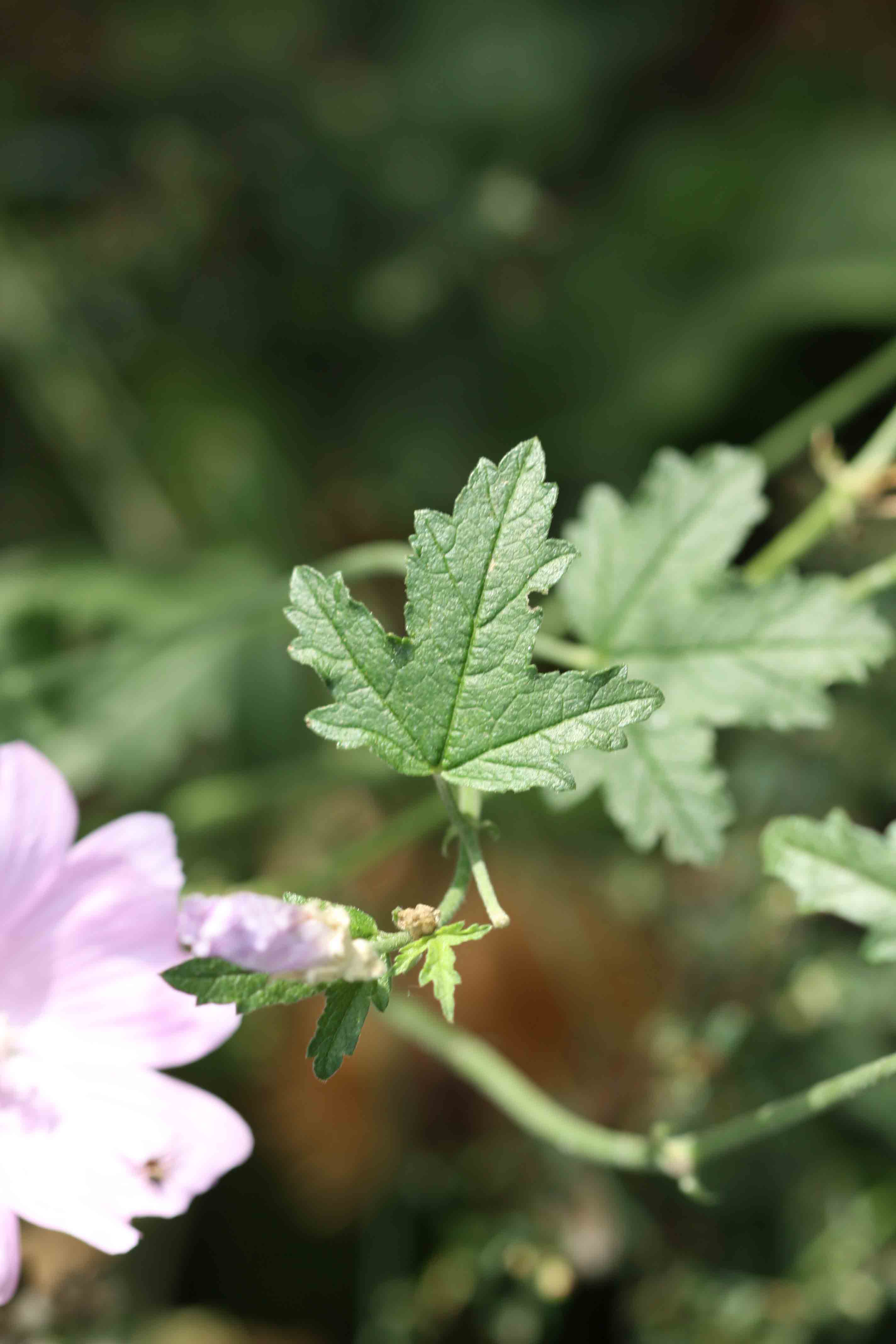 Malva alcea