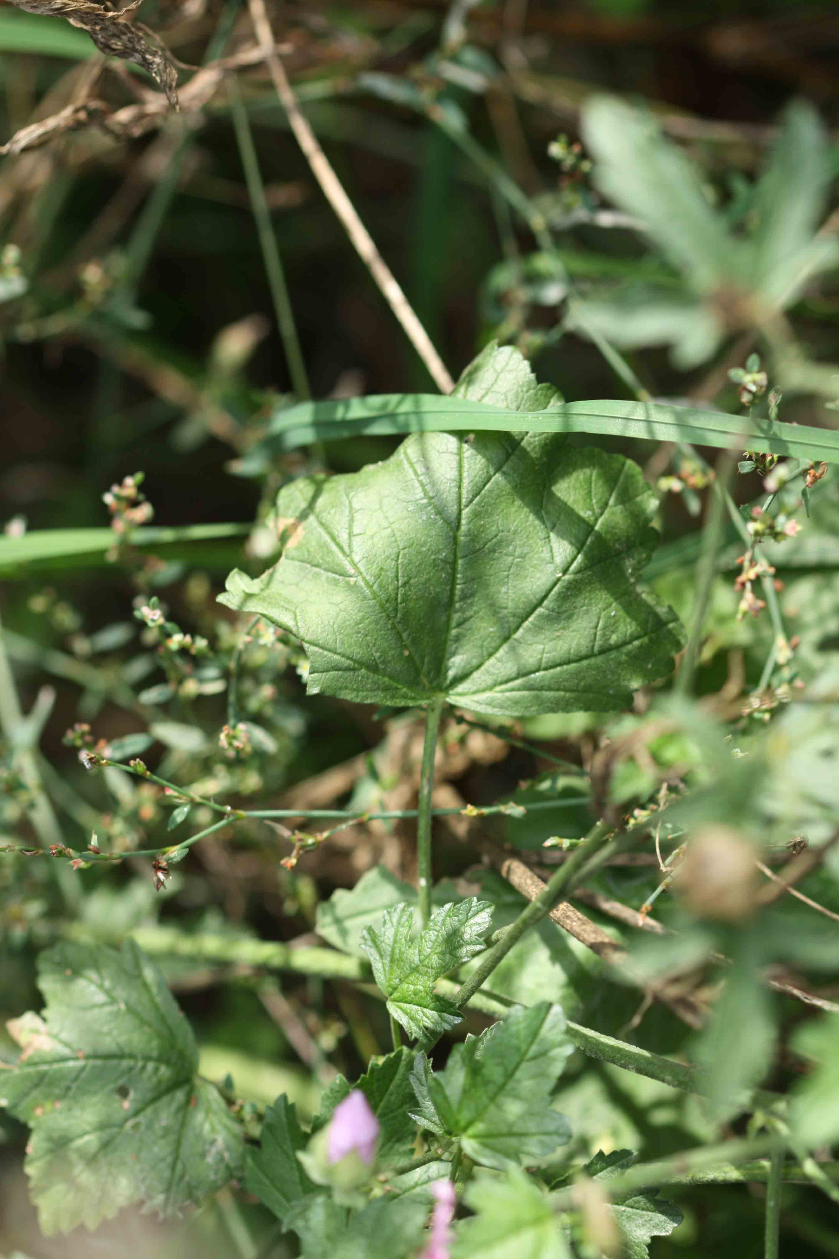 Malva alcea