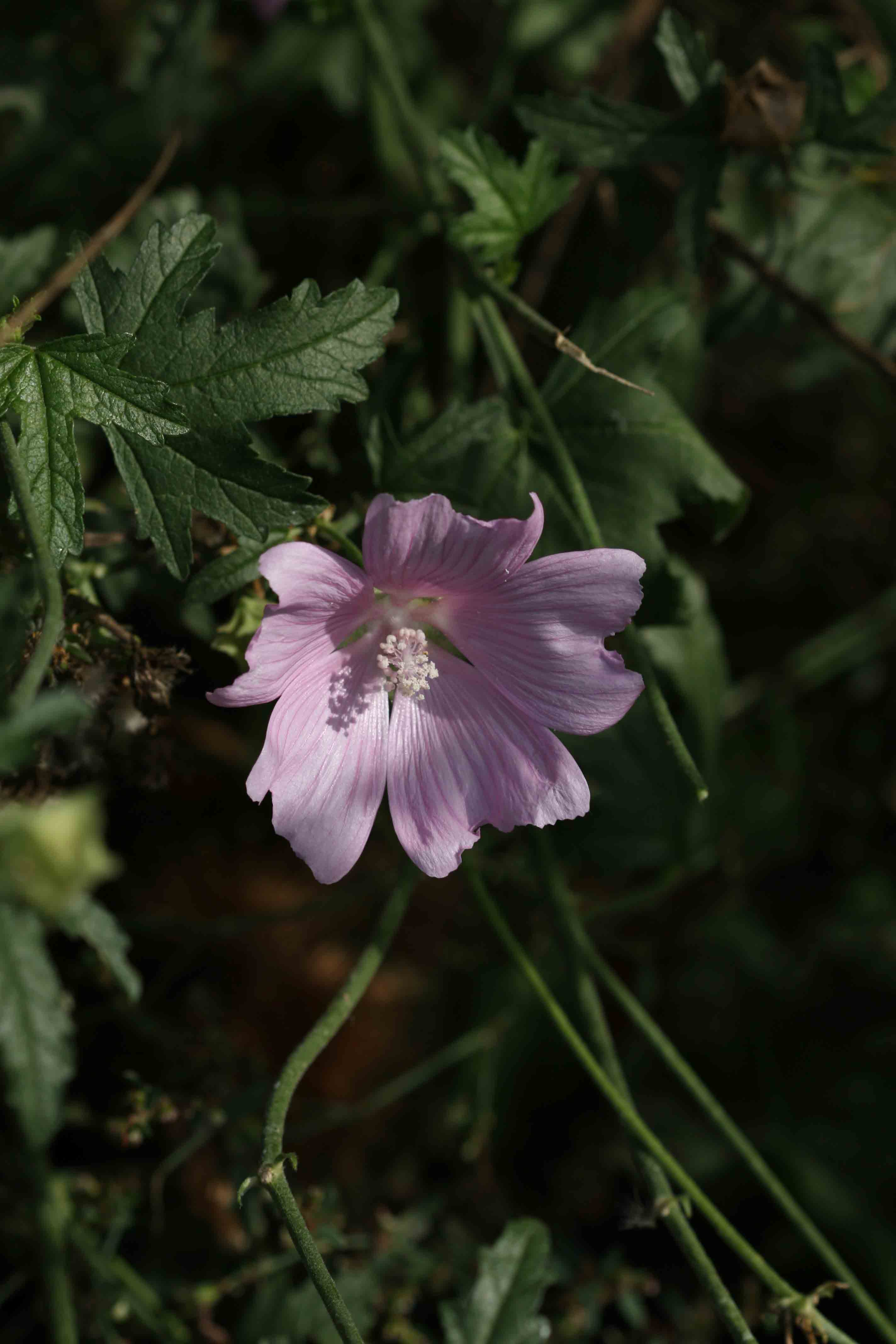 Malva alcea